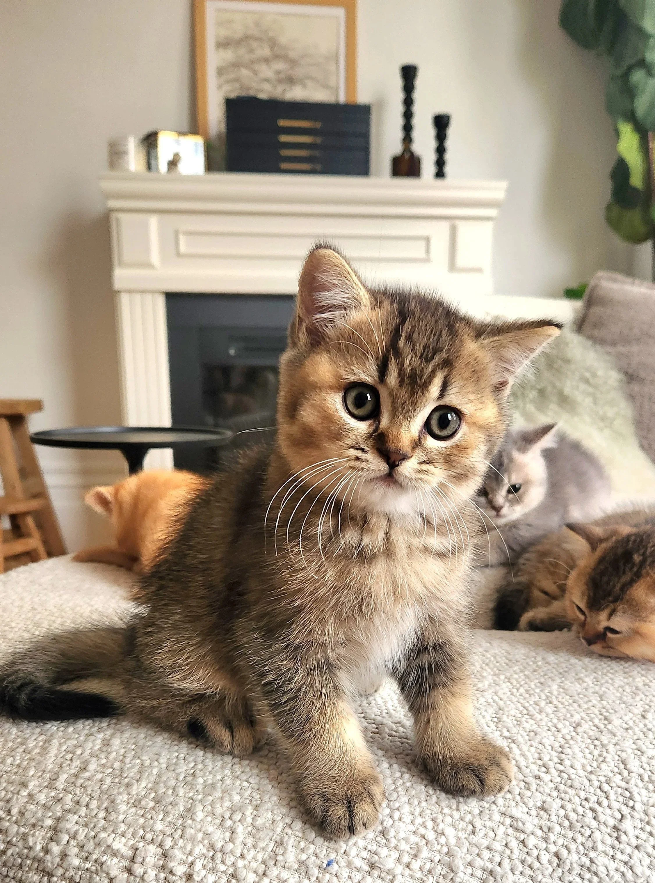 British Shorthair Munchkin kitten relaxing after playtime in Bay Area home San Francisco California