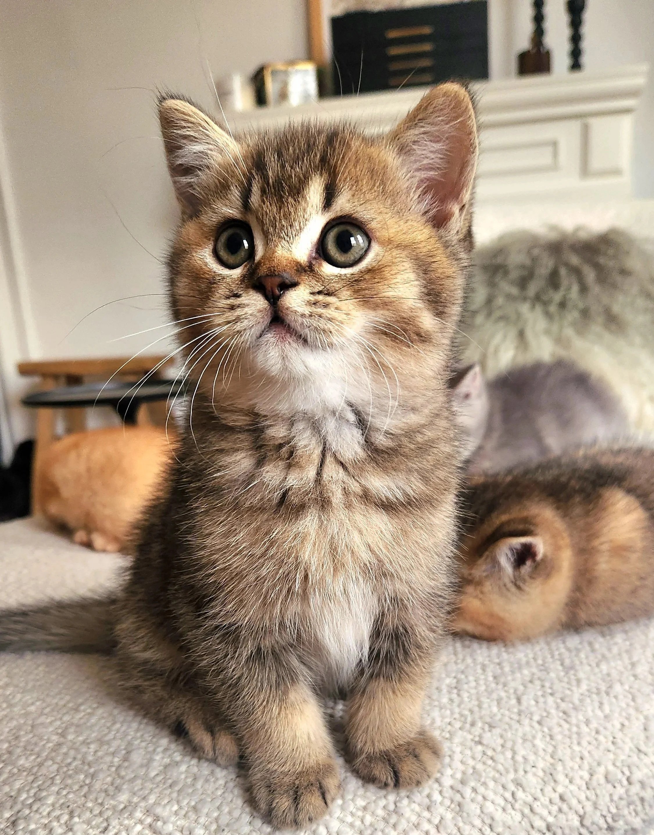 British Shorthair Munchkin kitten relaxing after playtime in Bay Area home San Francisco California