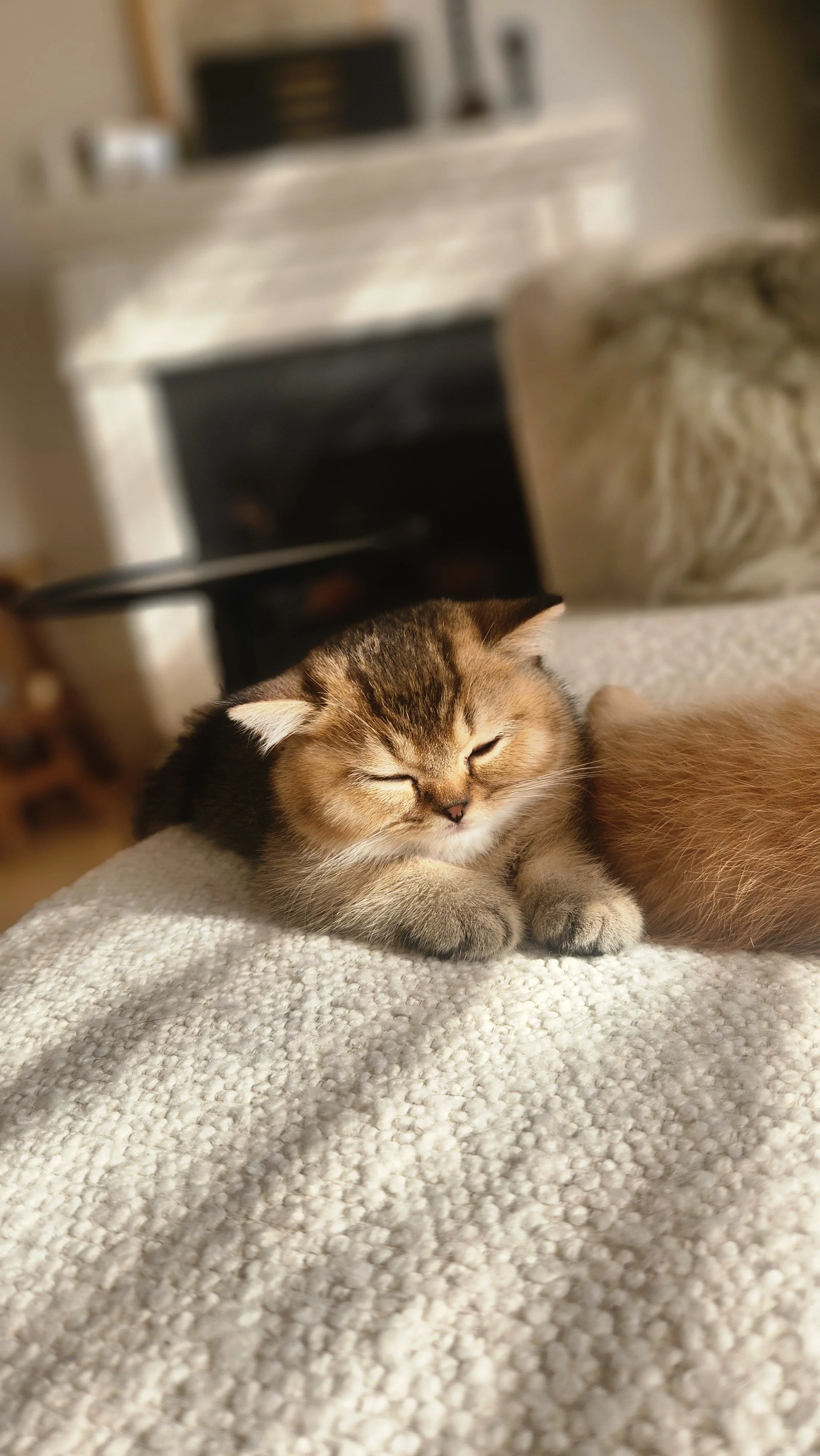 A small, fluffy tabby kitten with closed eyes, lying on a textured white blanket. British Shorthair Munchkin kitten relaxing after playtime in Bay Area home San Francisco California