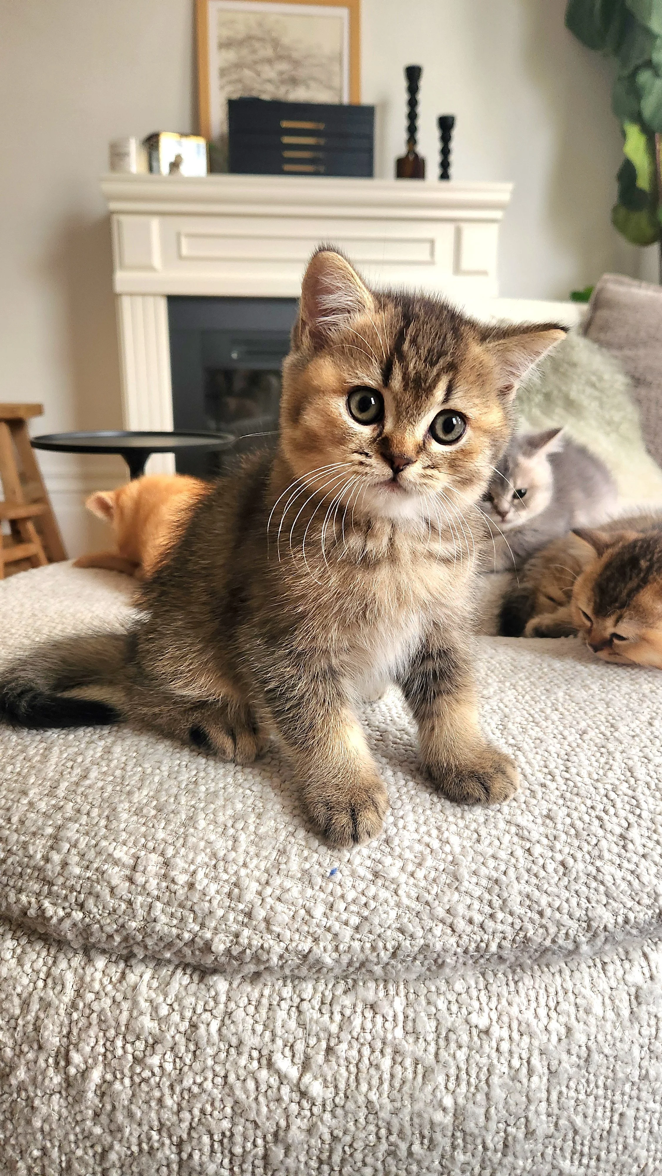 A cute tabby kitten with big eyes sitting on a beige couch, with other cats lying nearby in a cozy living room. British Shorthair Munchkin San Francisco California