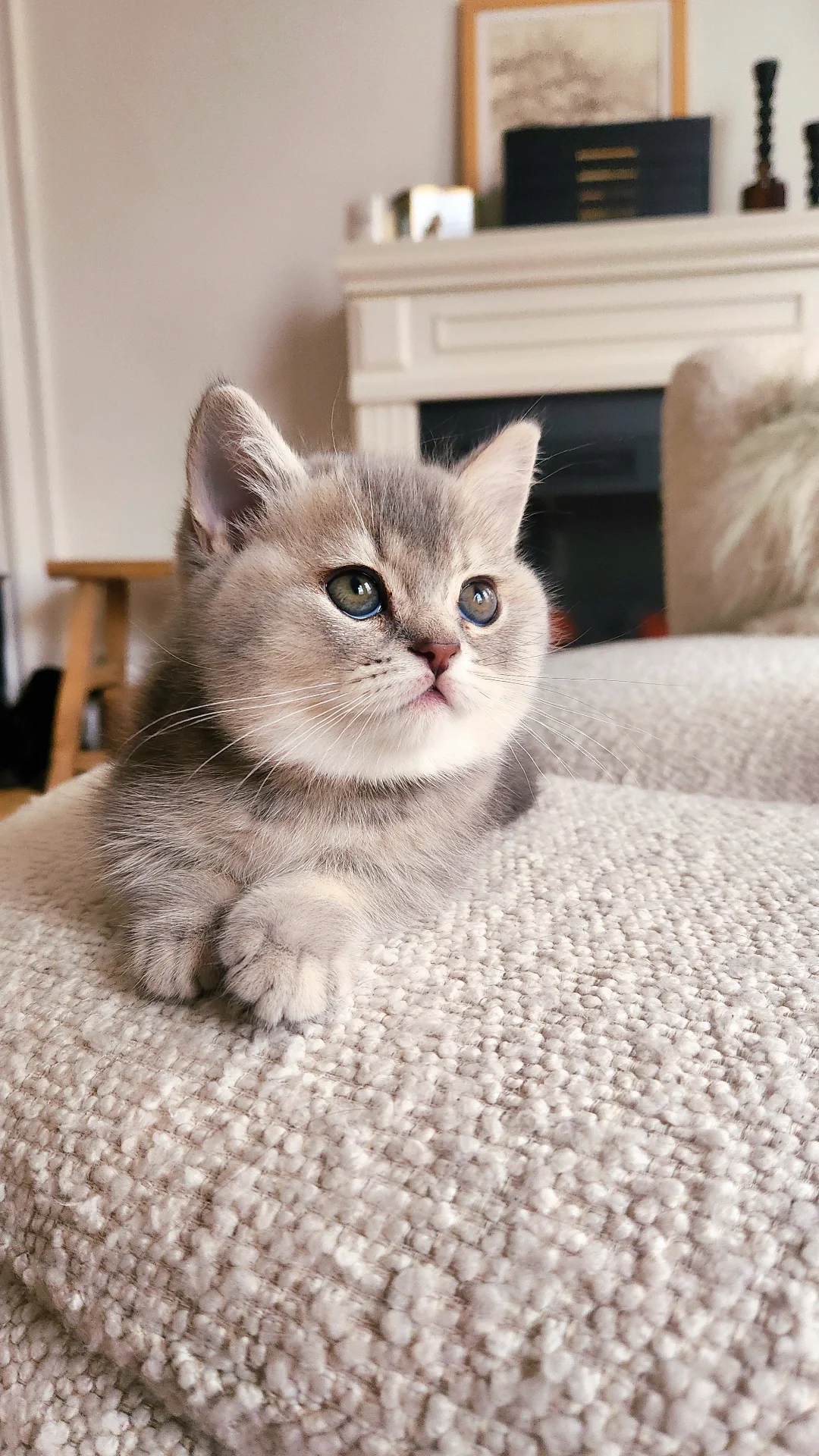 A gray and white kitten lying on a beige textured couch, with an attentive expression, in a cozy living room setting. British Shorthair Munchkin San Francisco California