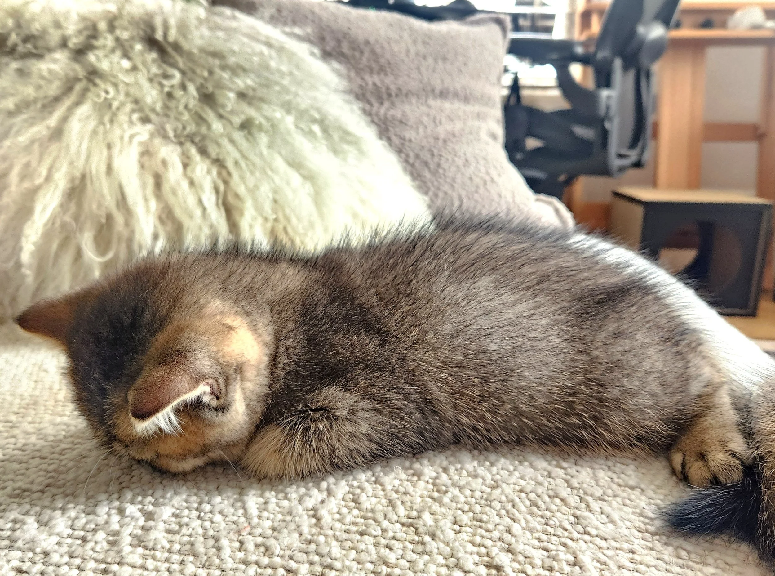 British Shorthair Munchkin kitten relaxing after playtime in Bay Area home San Francisco California