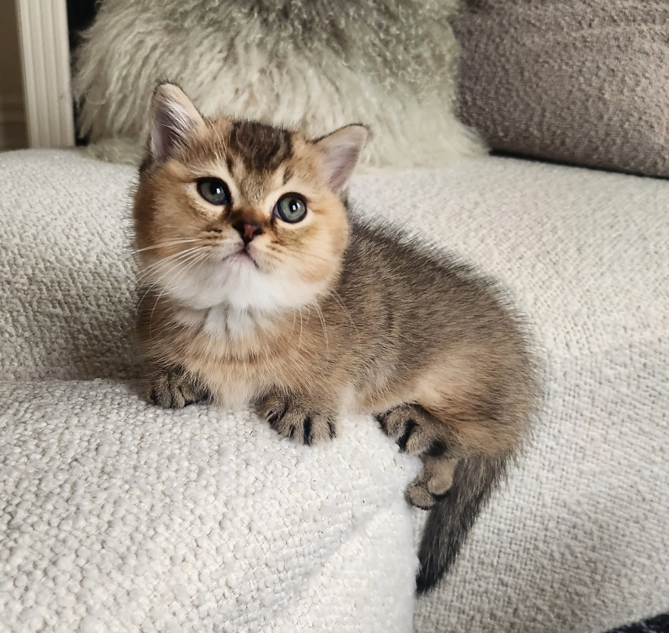 A small, brown tabby kitten with blue eyes sitting on a beige textured couch with pillows in the background. British Shorthair Munchkin kitten relaxing after playtime in Bay Area home San Francisco California