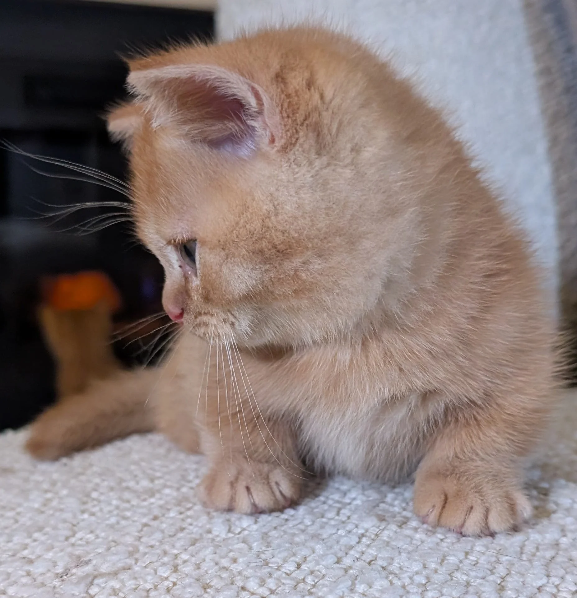 Close-up of a light orange tabby kitten sitting on a textured white surface, looking to the left.
British Shorthair Munchkin kitten relaxing after playtime in Bay Area home San Francisco California