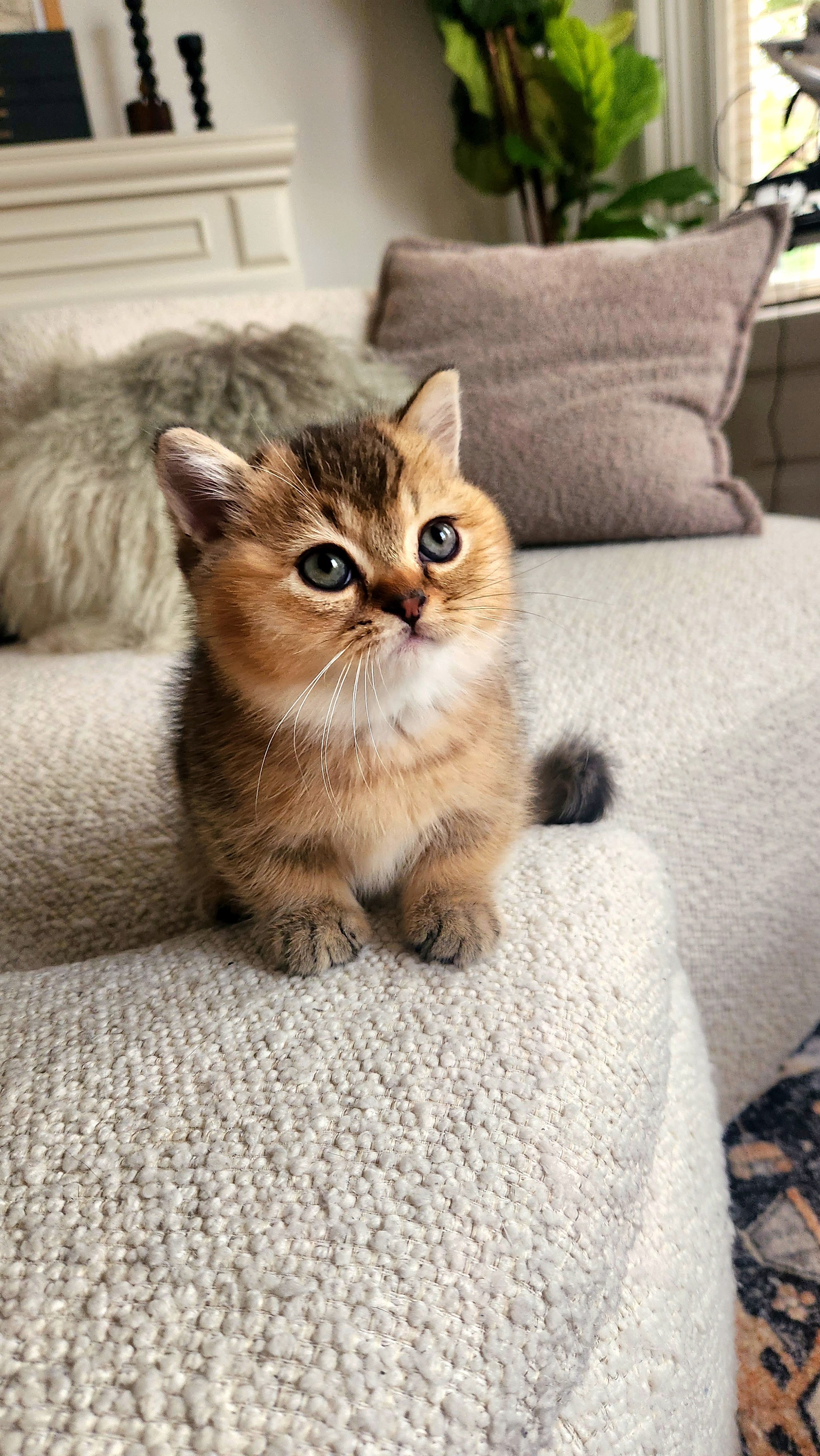 A cute tabby kitten sitting on a light-colored textured sofa with gray cushions behind it, in a cozy home setting.
