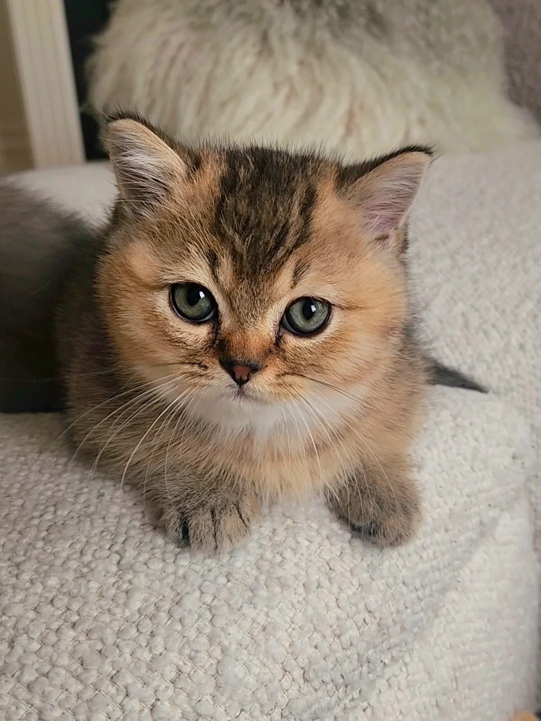 A close-up of a cute, fluffy brown tabby kitten with piercing green eyes, lying on a light-colored textured surface. British Shorthair Munchkin San Francisco California British Shorthair Munchkin kitten relaxing after playtime in Bay Area home San Fr
