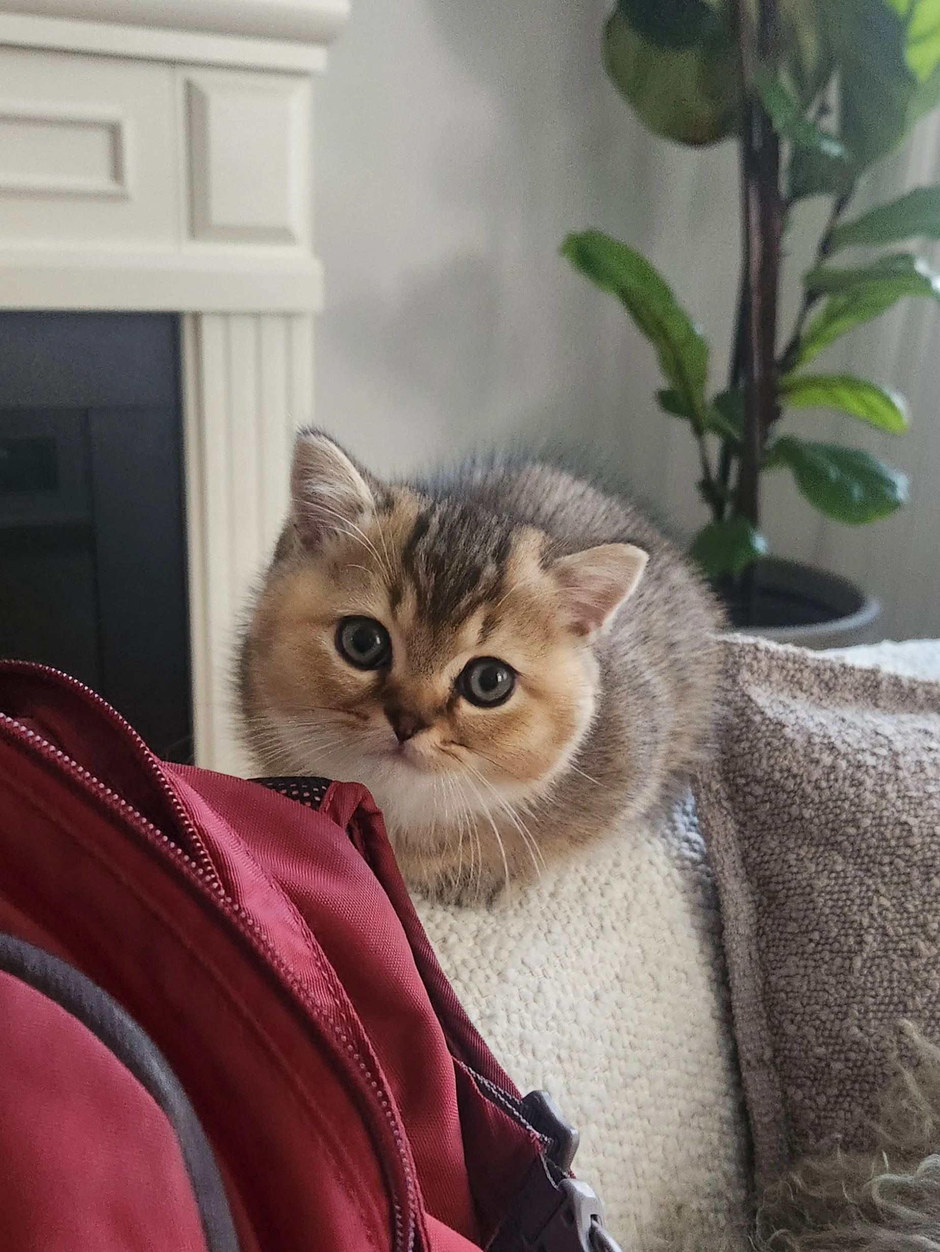 A small, fluffy kitten with tan and gray fur and big blue eyes looking at the camera, nose close to a red backpack, inside a cozy living room with a cream-colored couch, a gray blanket, and a potted plant in the background. British Shorthair Munchkin