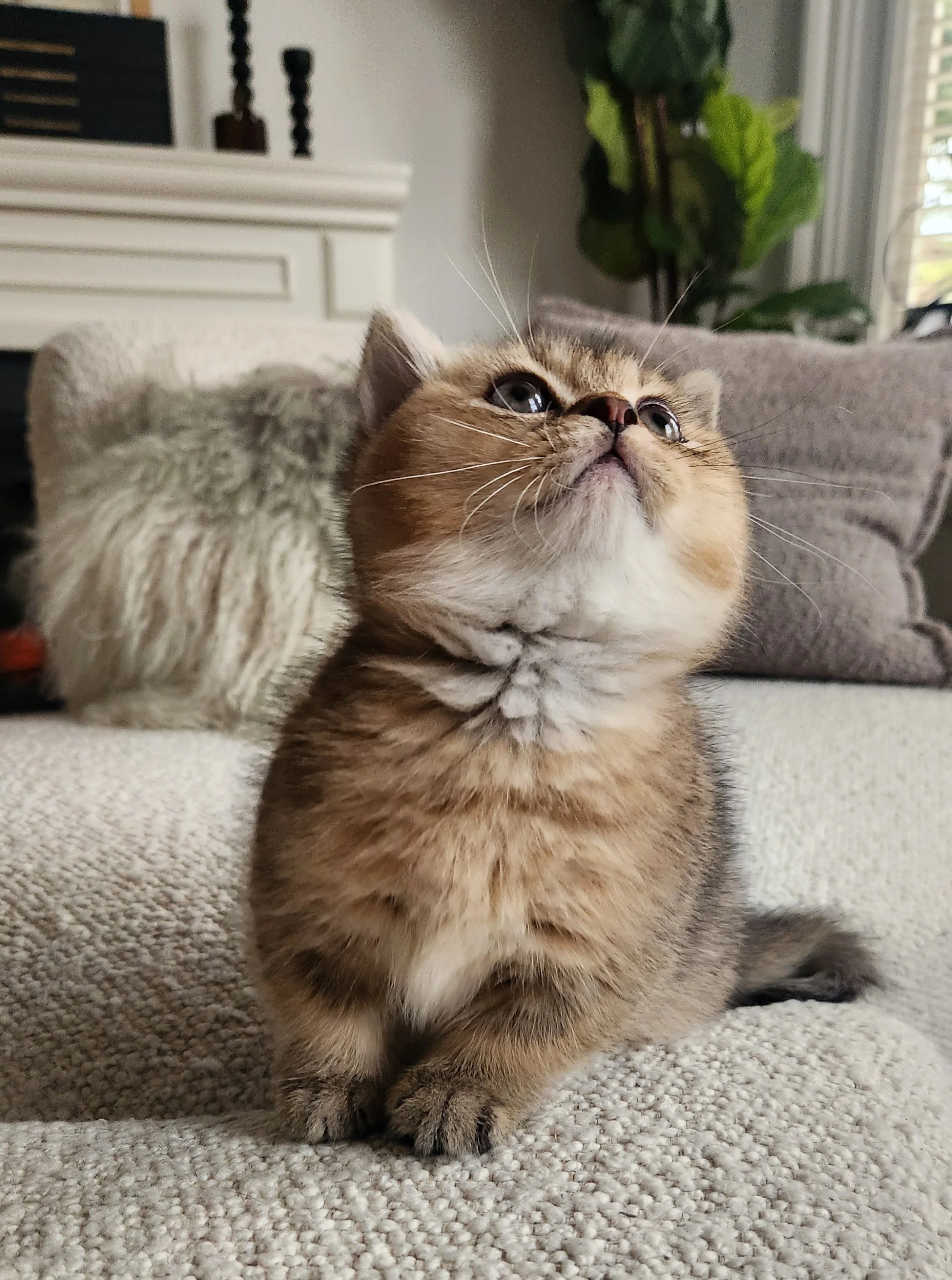 A cute, small, brown tabby kitten sitting on a beige textured sofa, looking upward. British Shorthair Munchkin San Francisco California
British Shorthair Munchkin kitten relaxing after playtime in Bay Area home San Francisco California
