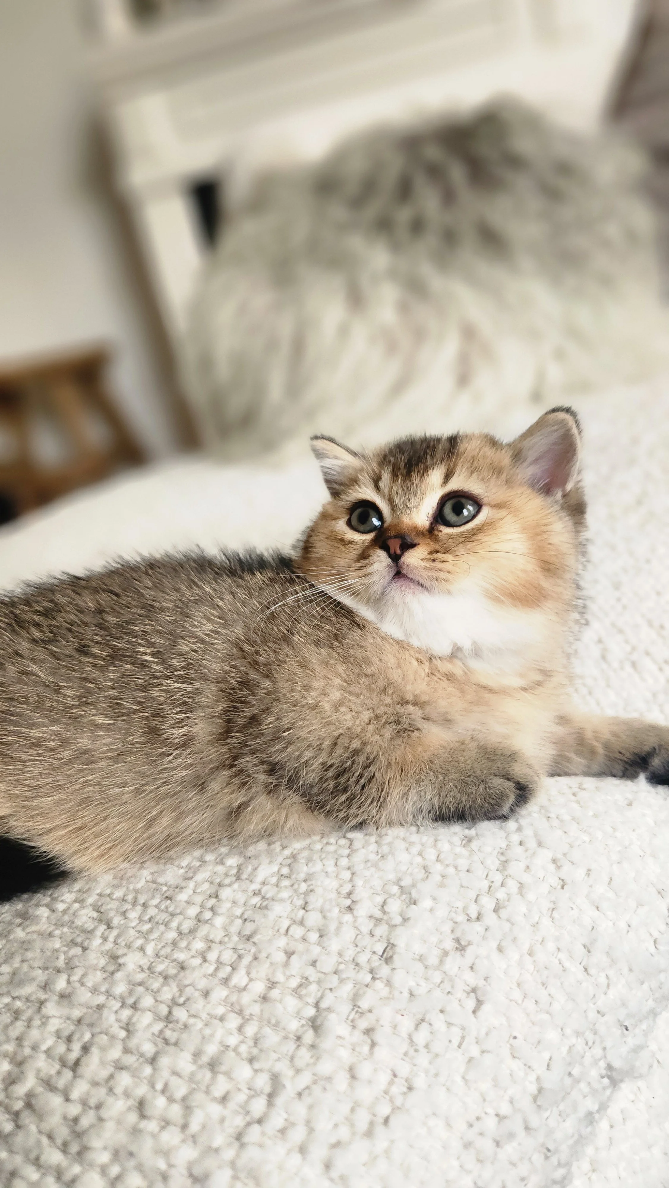 A fluffy kitten with light brown and gray fur laying on a textured white bedspread, looking to the side with wide blue eyes. British Shorthair Munchkin kitten relaxing after playtime in Bay Area home San Francisco California