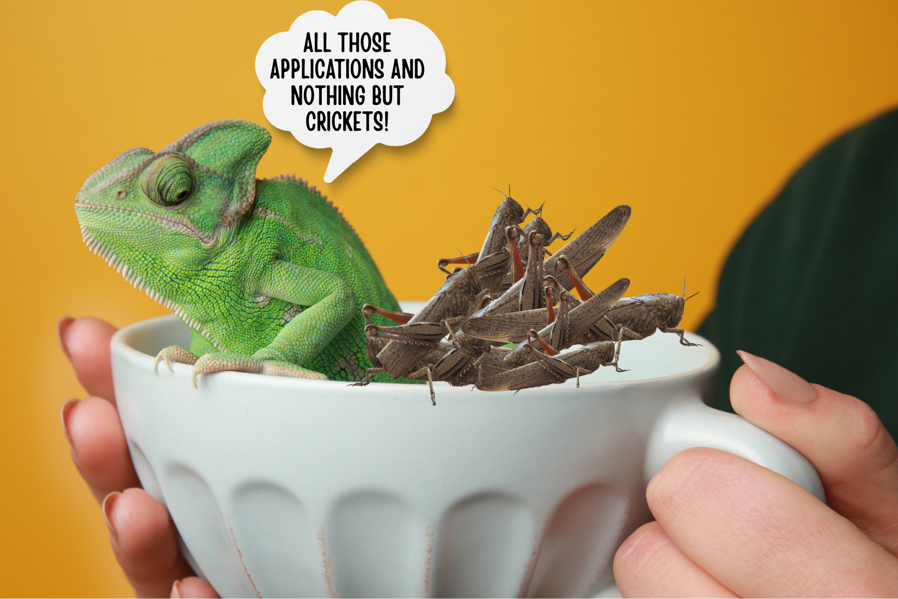 Cricket Killer:  How to make your application matter. 