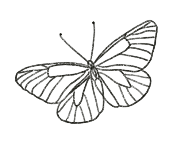 Outline drawing of a butterfly with detailed wing patterns.
