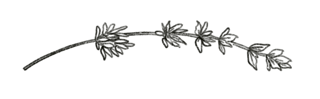 Outline drawing of a sprig of lavender with small leaves and flower buds.
