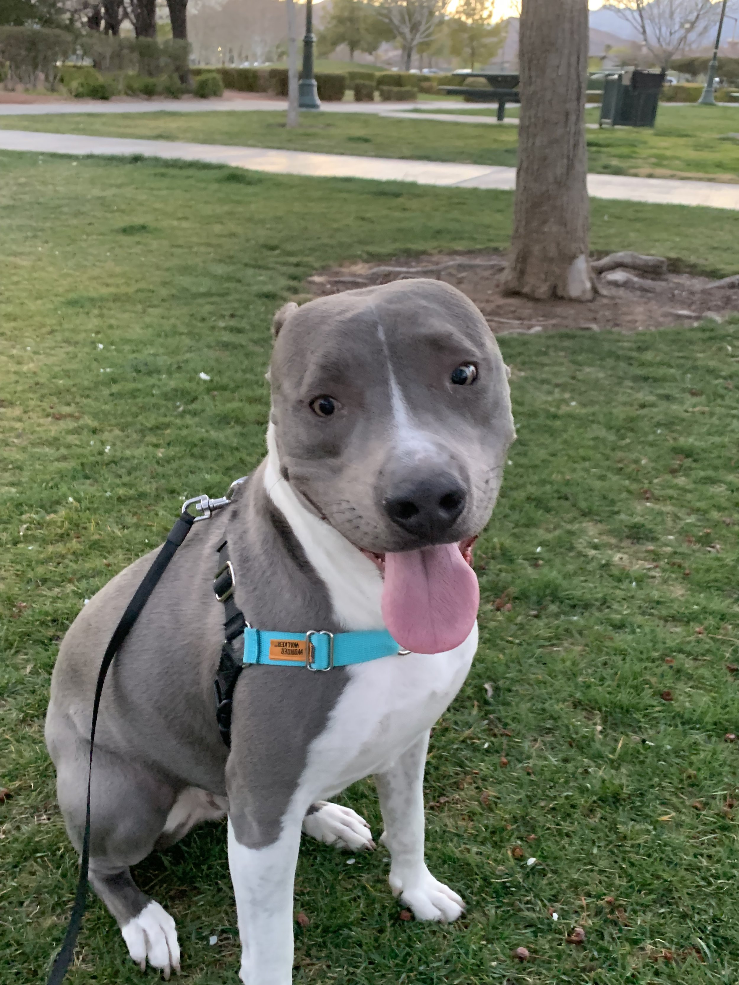 My sweet dog, Hendrix.