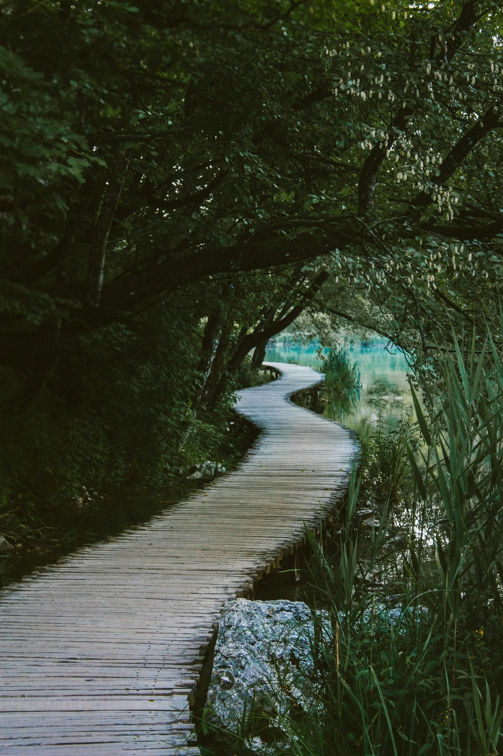 A winding wooden pathway through dense green trees and near a body of water.
