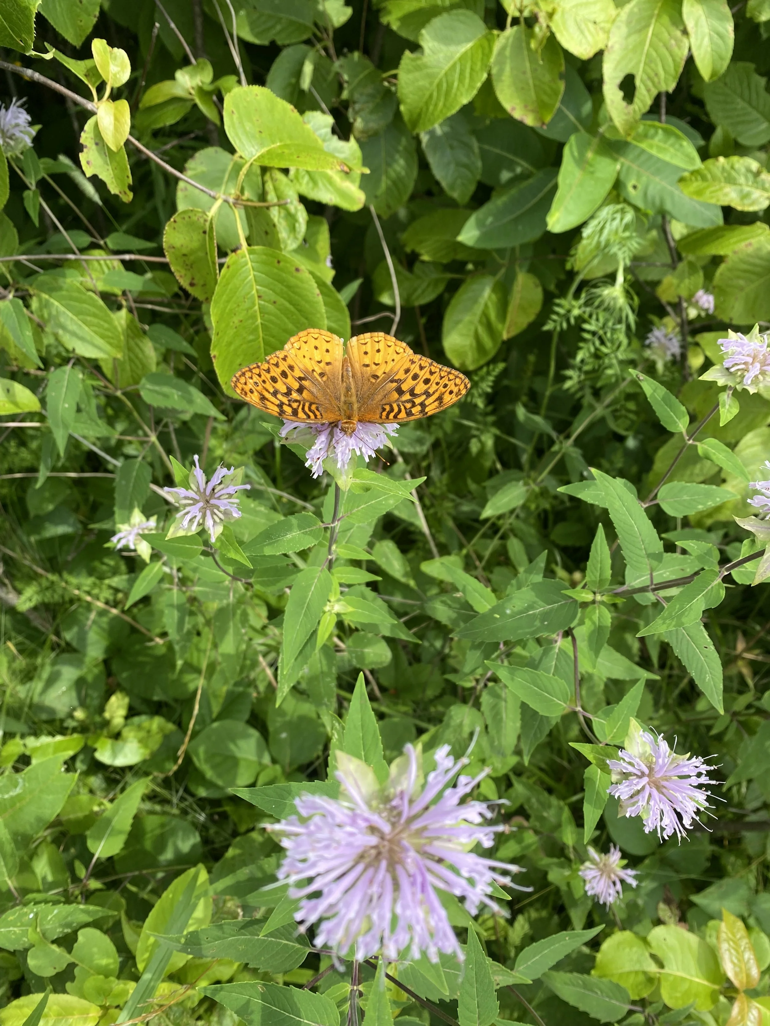 A yellow butterfly with black spots sitting on a light purple flower among green leaves.