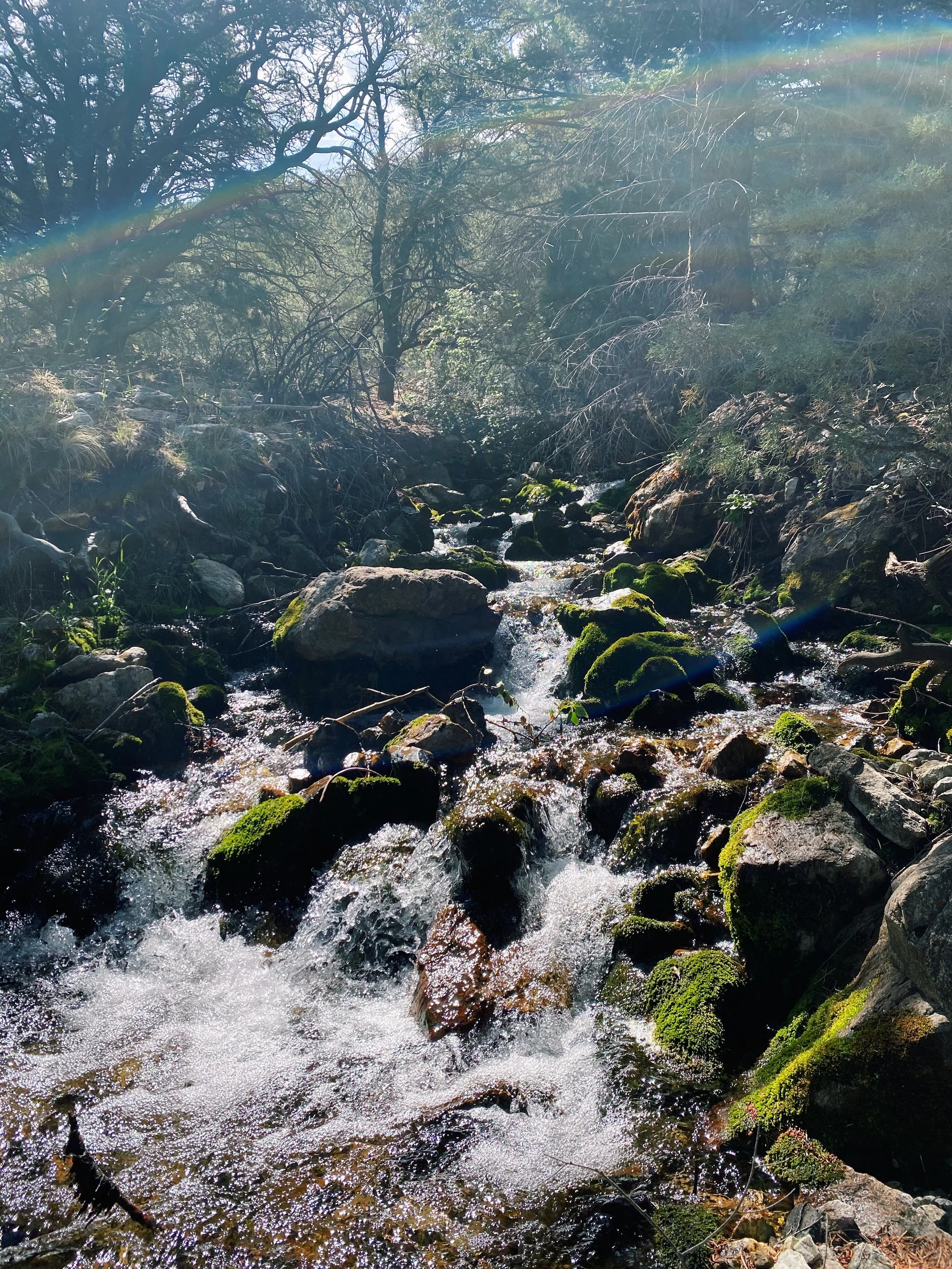 A small stream flowing over rocks and moss in a forested area with sunlight filtering through trees.