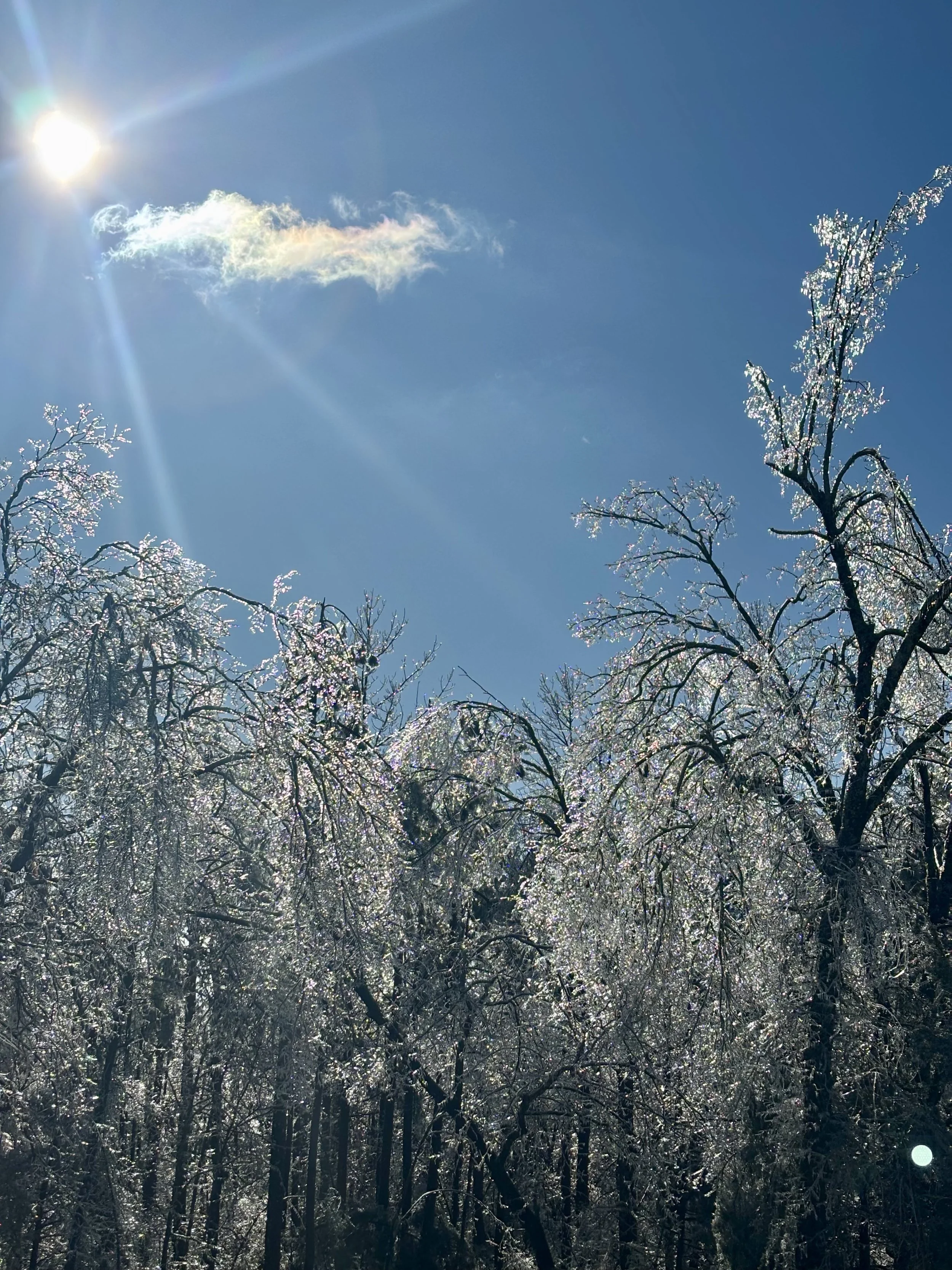 Sun shining brightly in a clear blue sky over snow-covered trees with frost on their branches.
