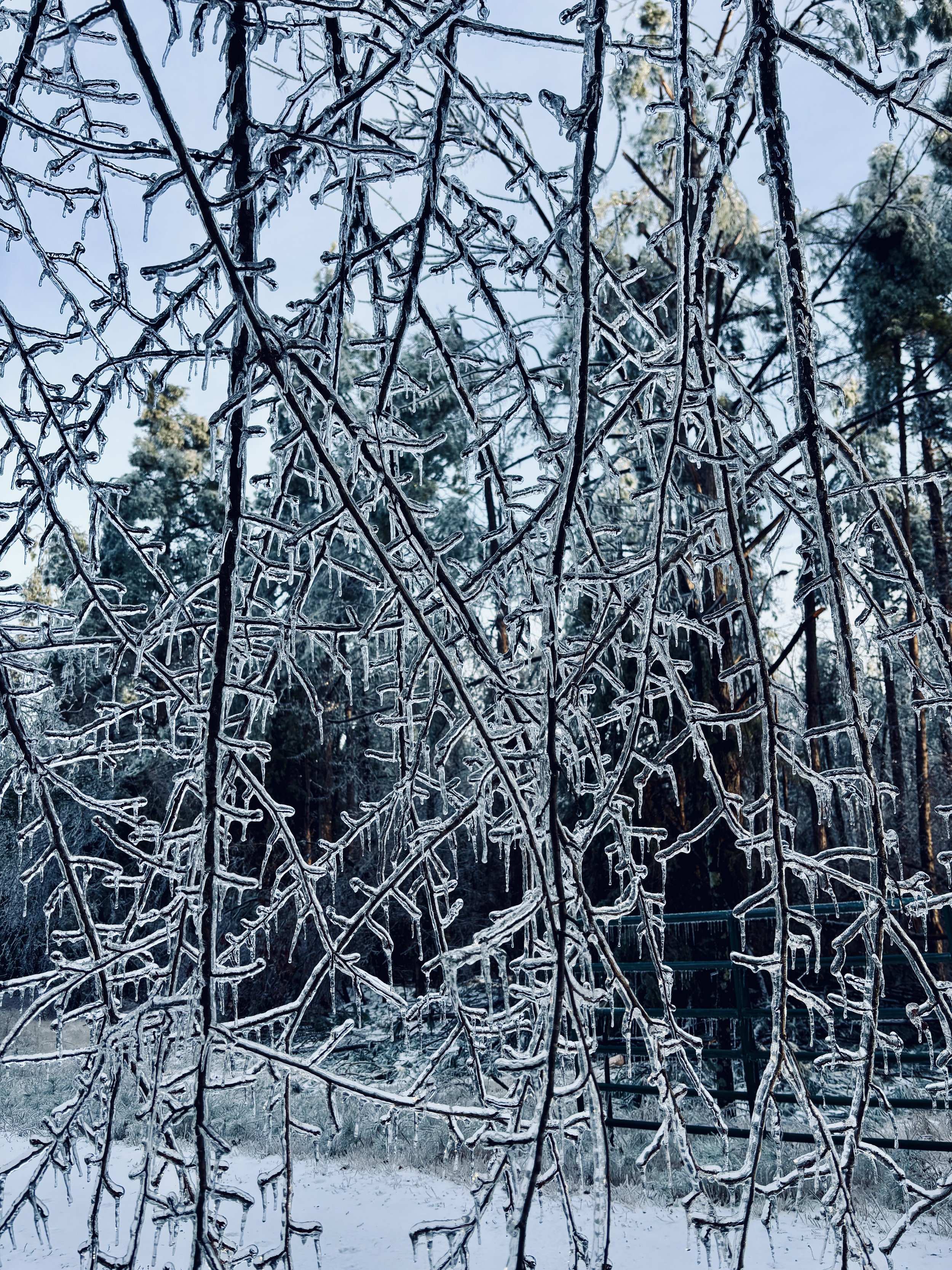 Tree branches covered in ice in a winter forest, with snow on the ground and a blue sky background.
