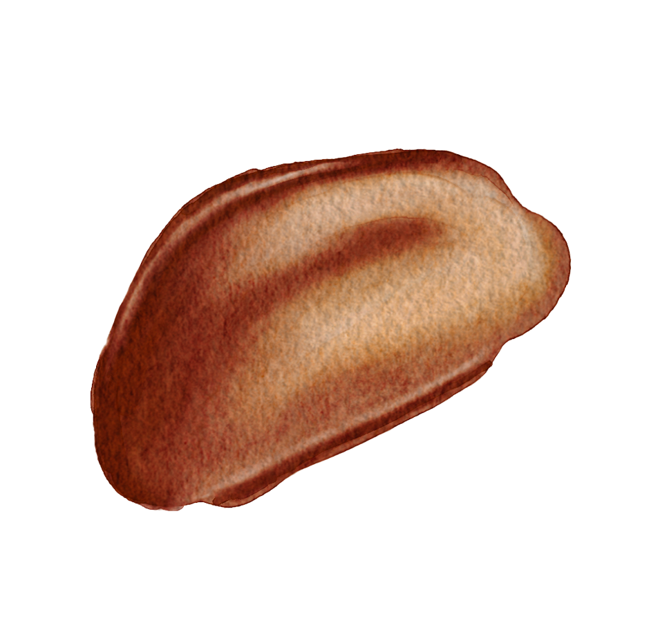 Brazil nut.png