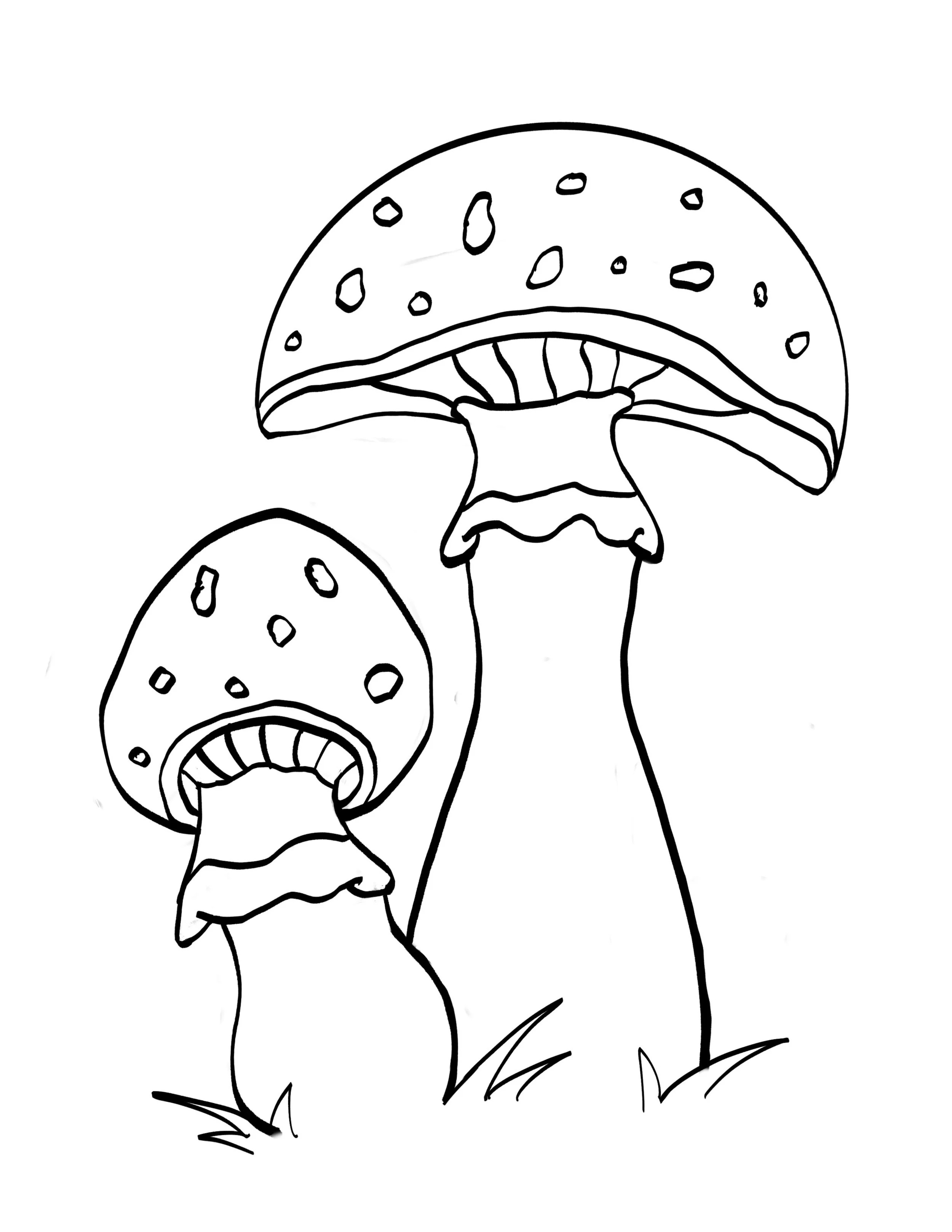 Mushrooms.jpg