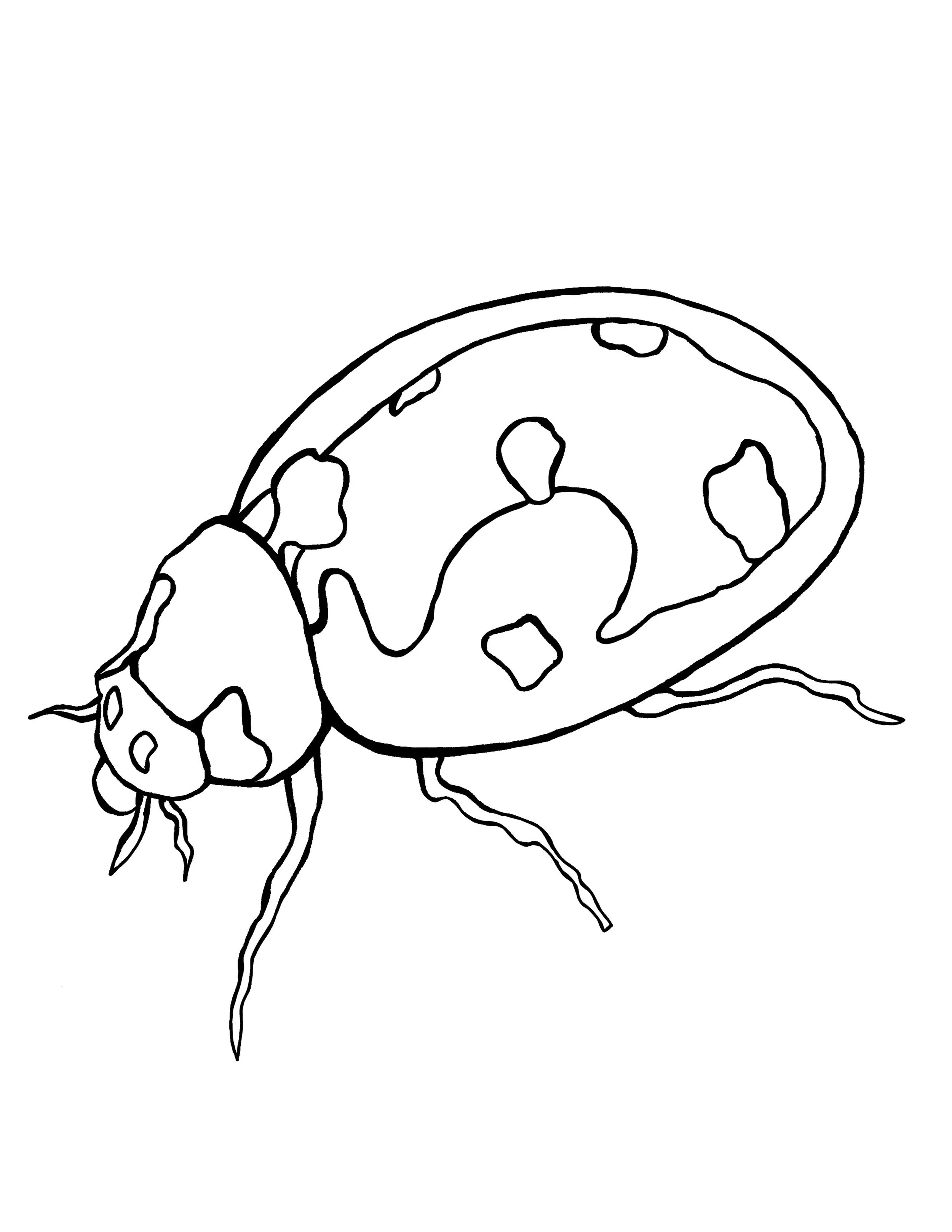 Ladybug.jpg