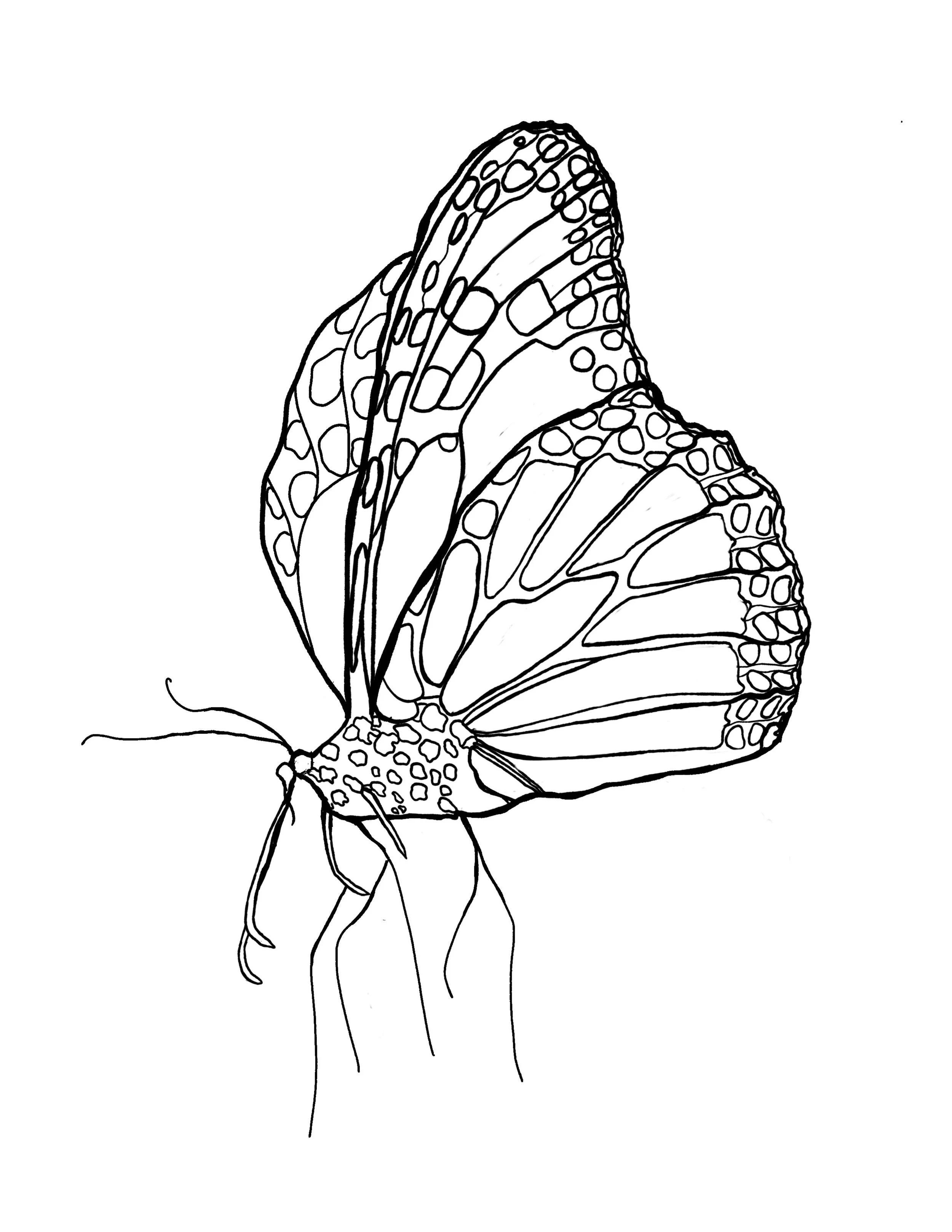 Butterfly.jpg