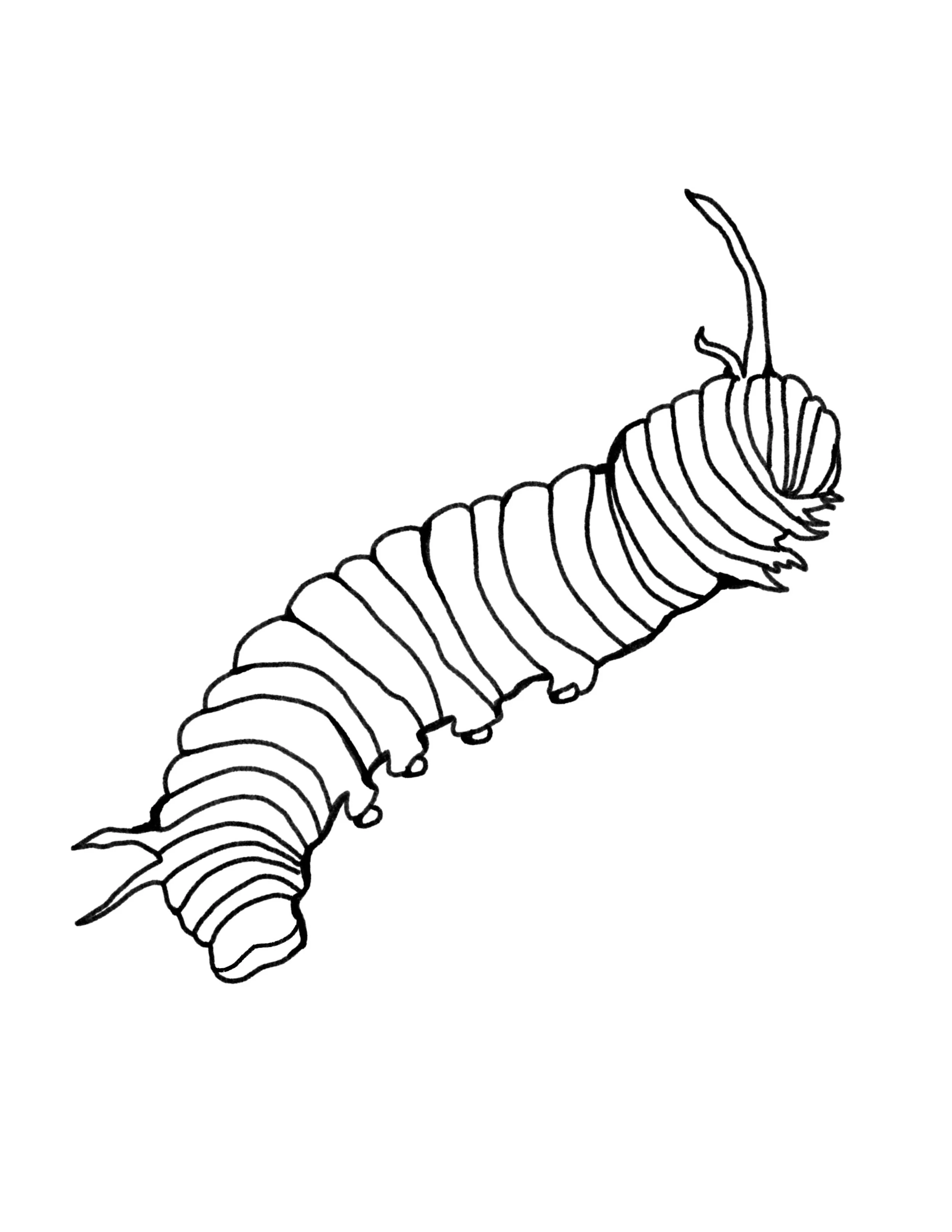 Caterpilar.jpg