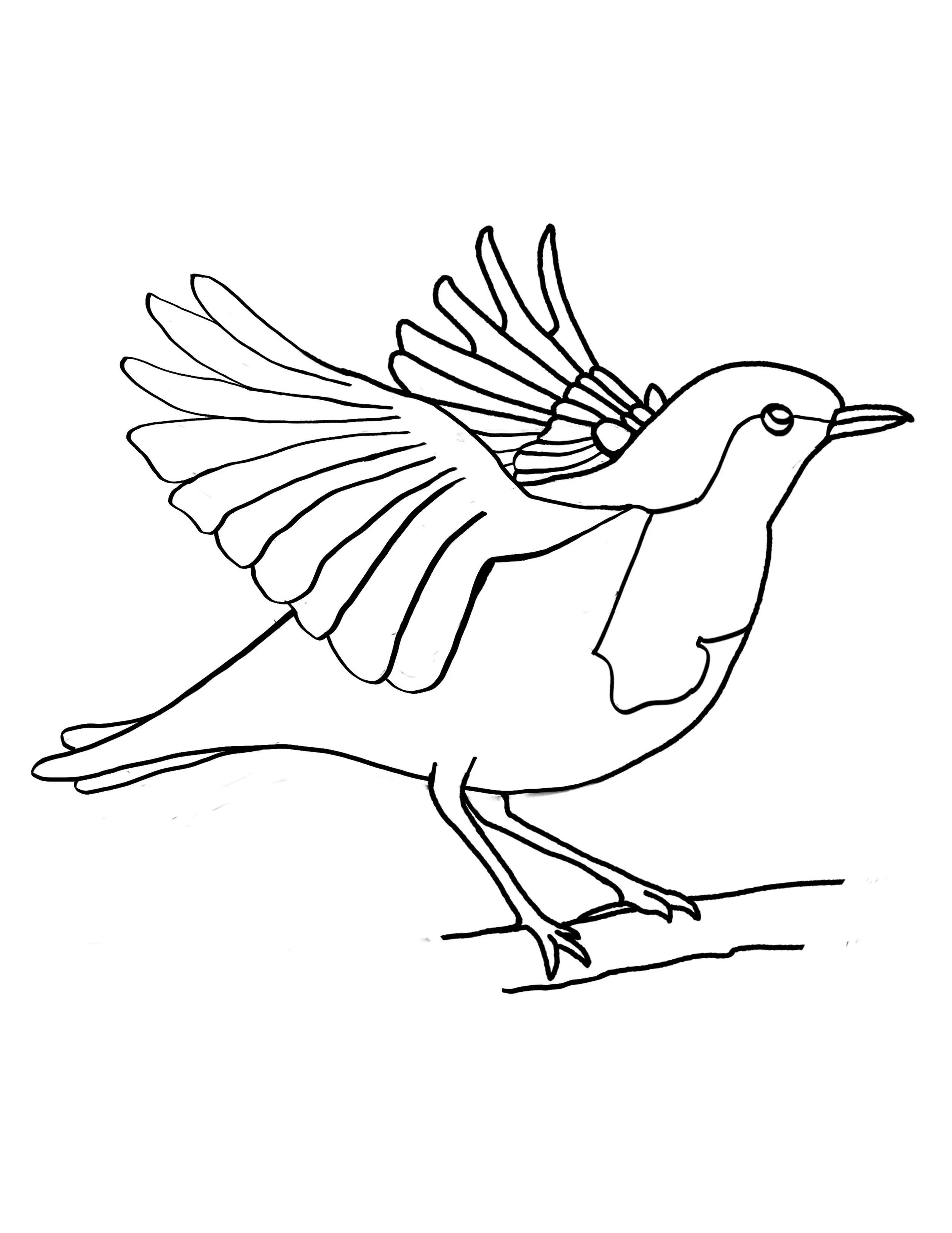 Bird.jpg