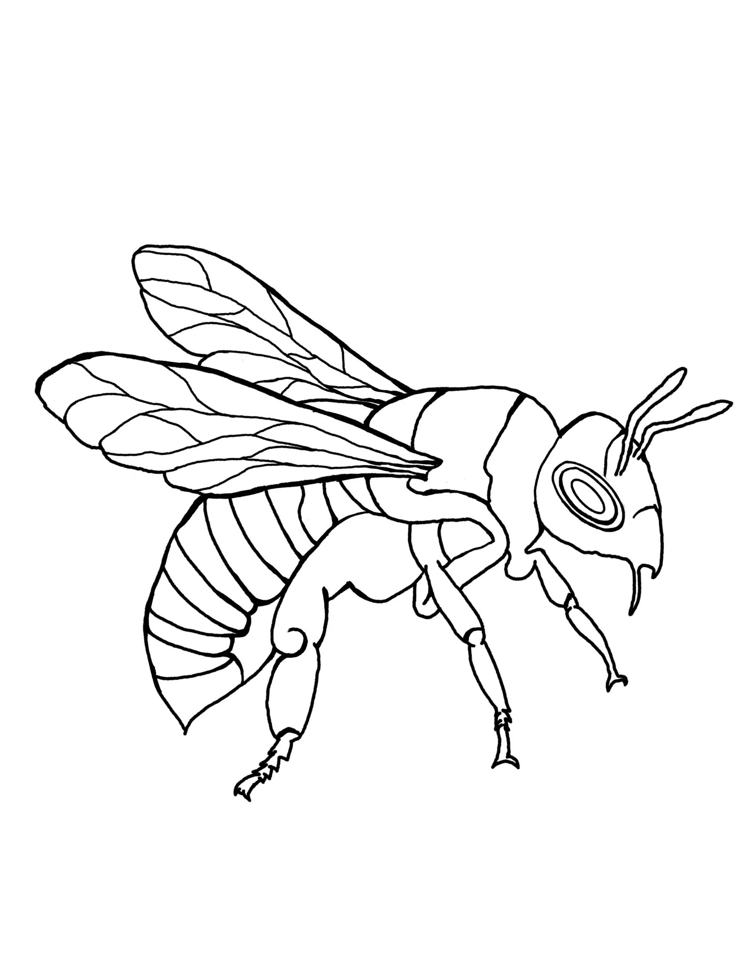 Bee.jpg