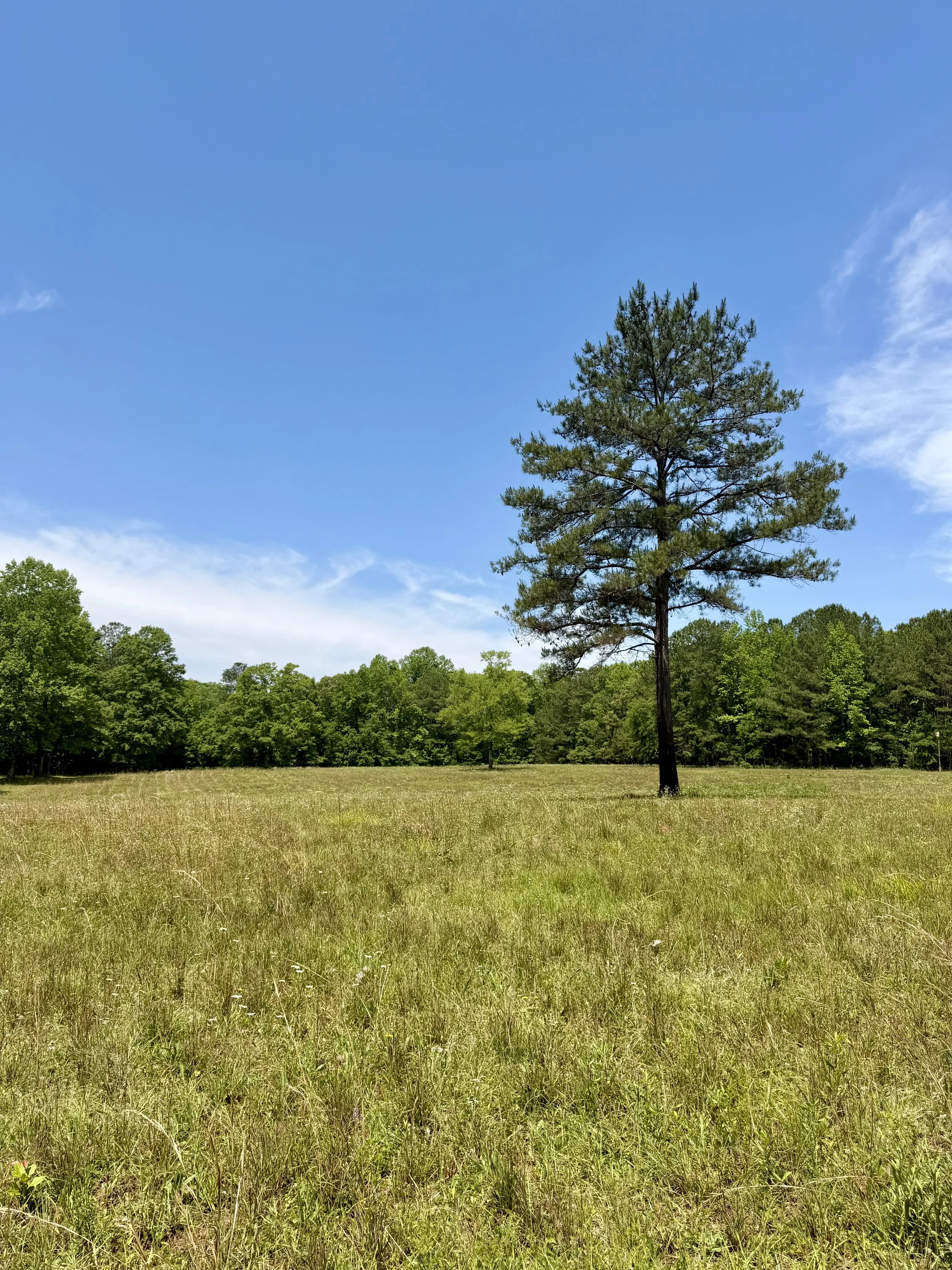 A tall pine tree stands in the middle of a grassy field with a backdrop of trees and a bright blue sky with some clouds.