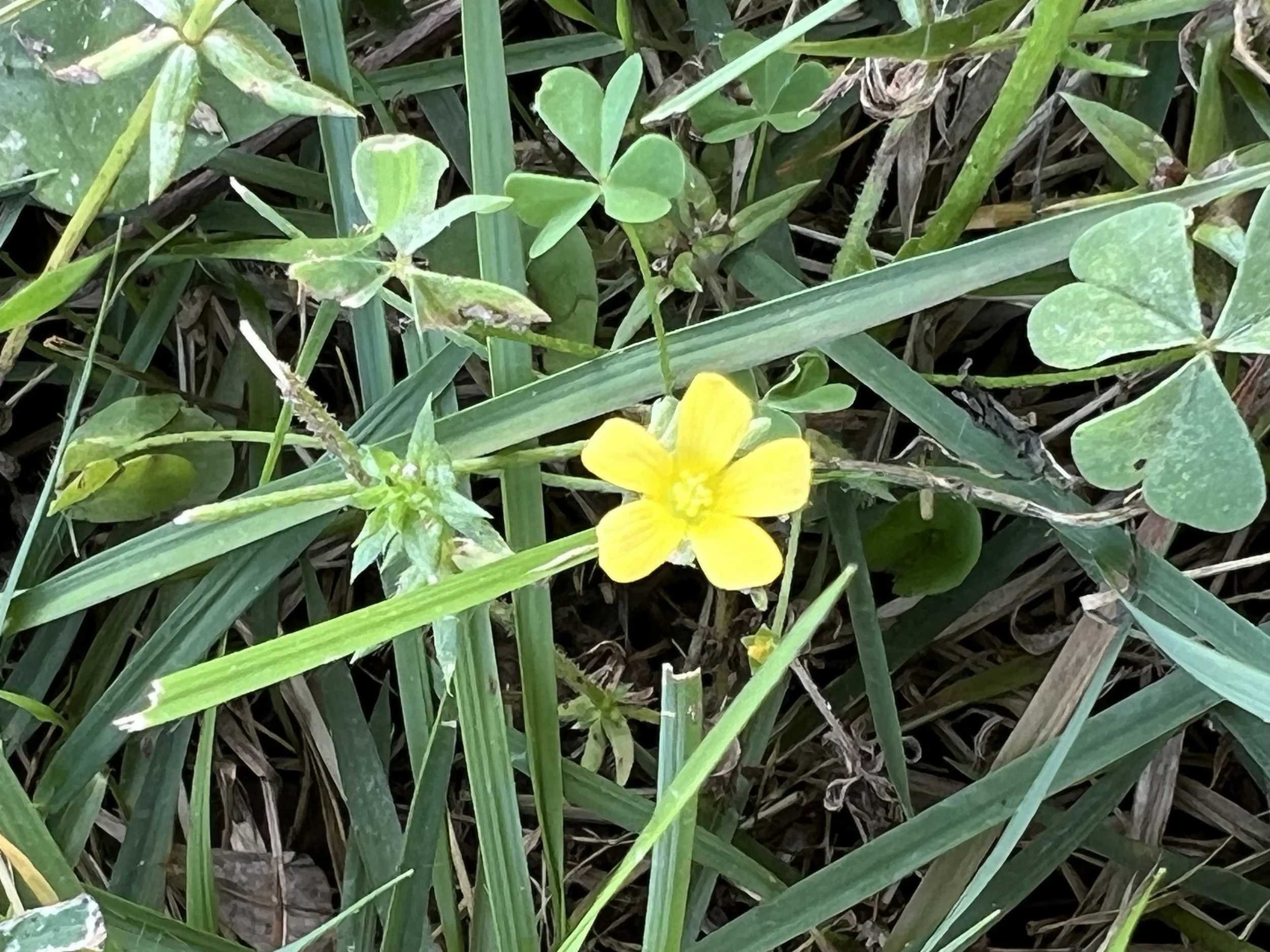 Close-up of green grass and leaves with a small yellow flower in the lower right corner.