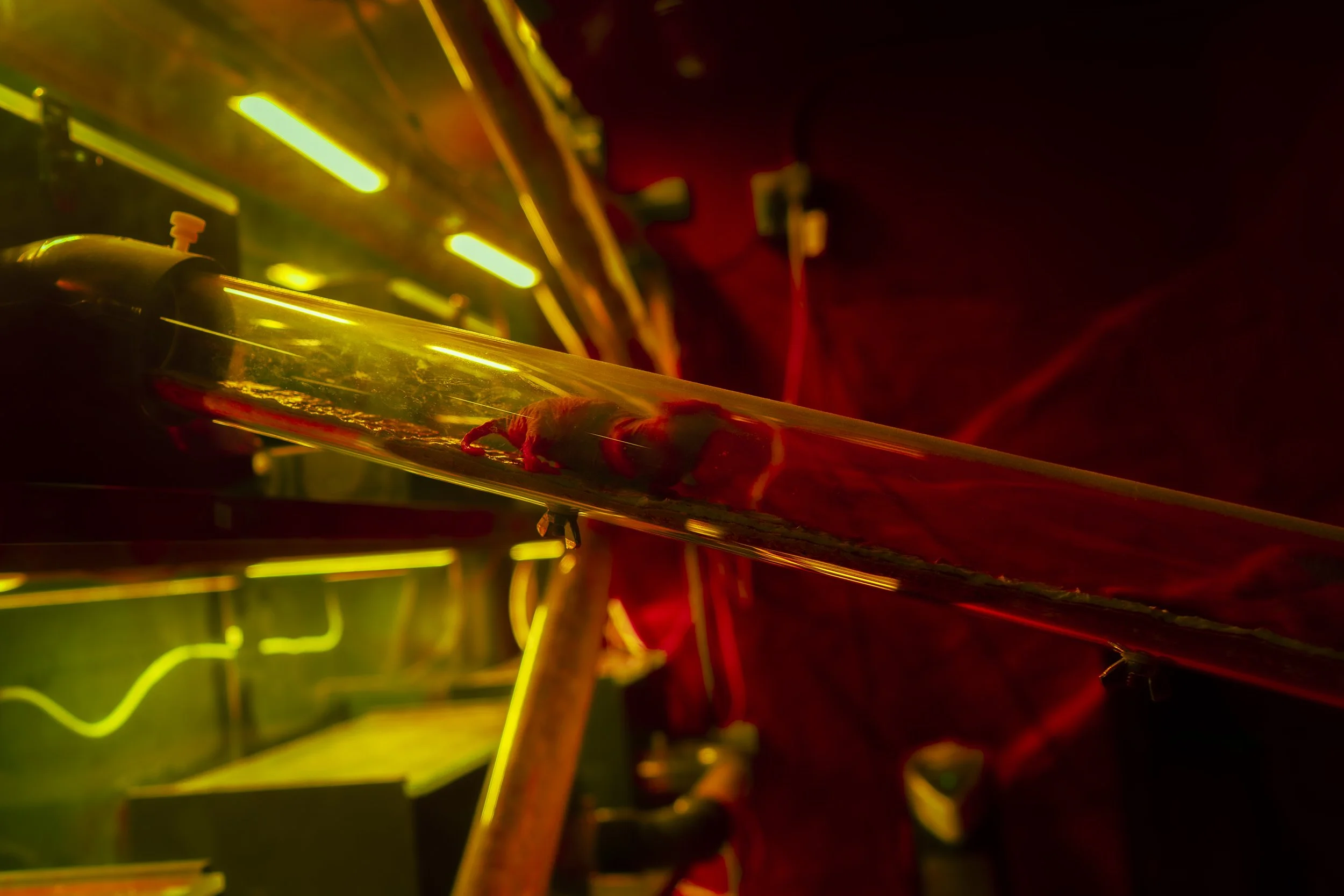 ISSUE 2: Rituals Zine Release Party