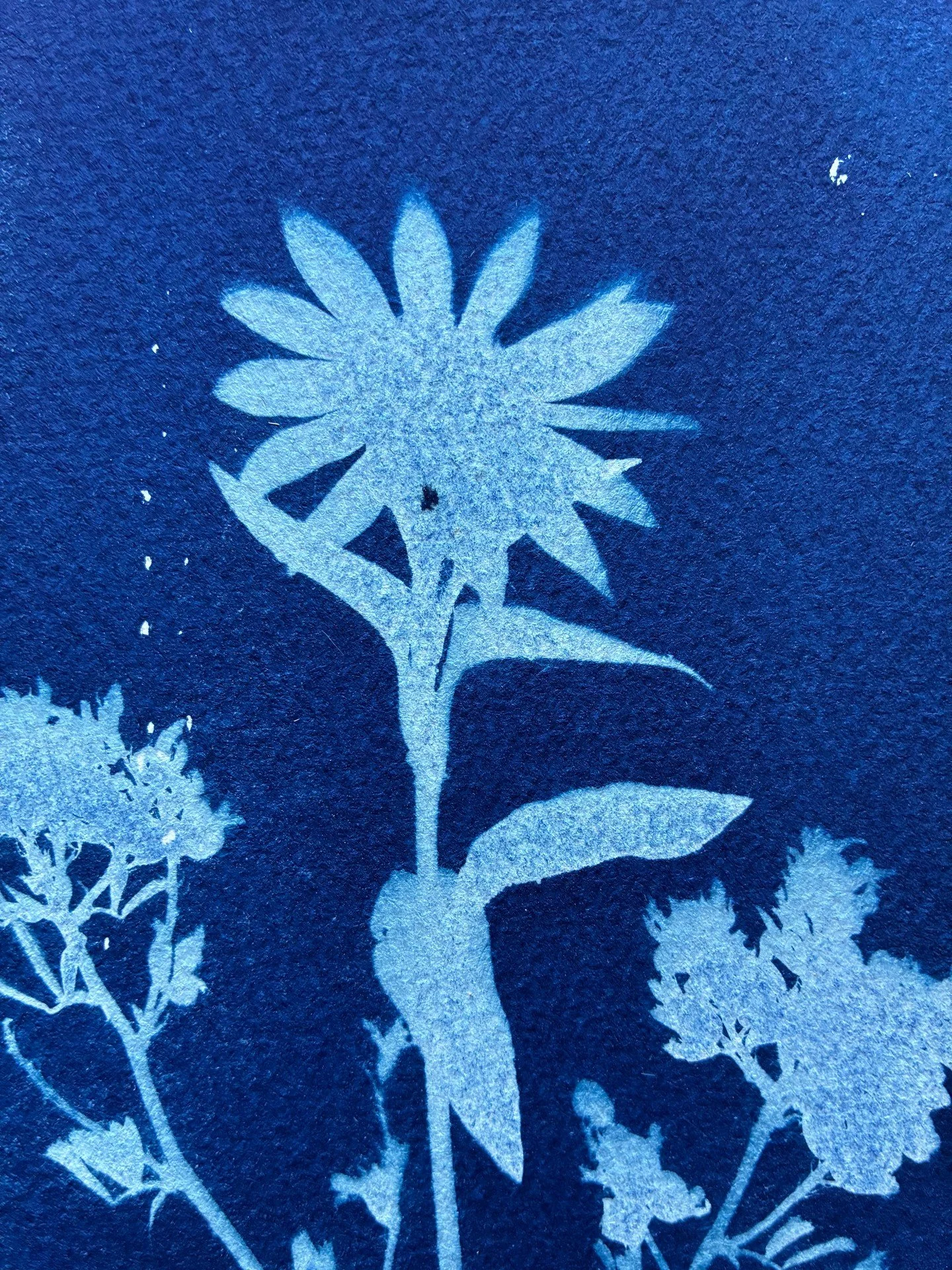 Did you know that winter is also a great time to make Cyanotypes? The sun's intensity and the cooler temperatures are different but this makes the challenge of creating that much more fun!