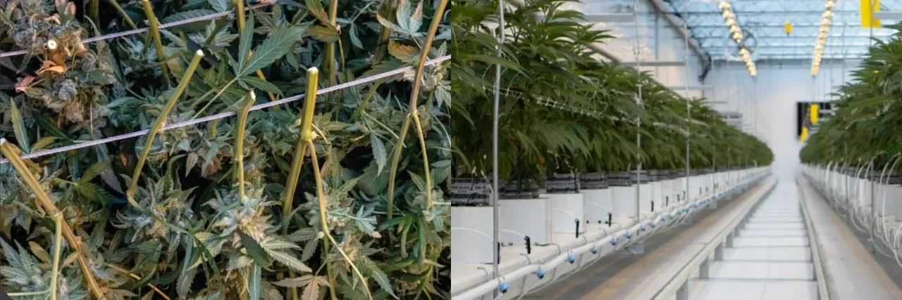 Greenhouse-Grown Cannabis 101