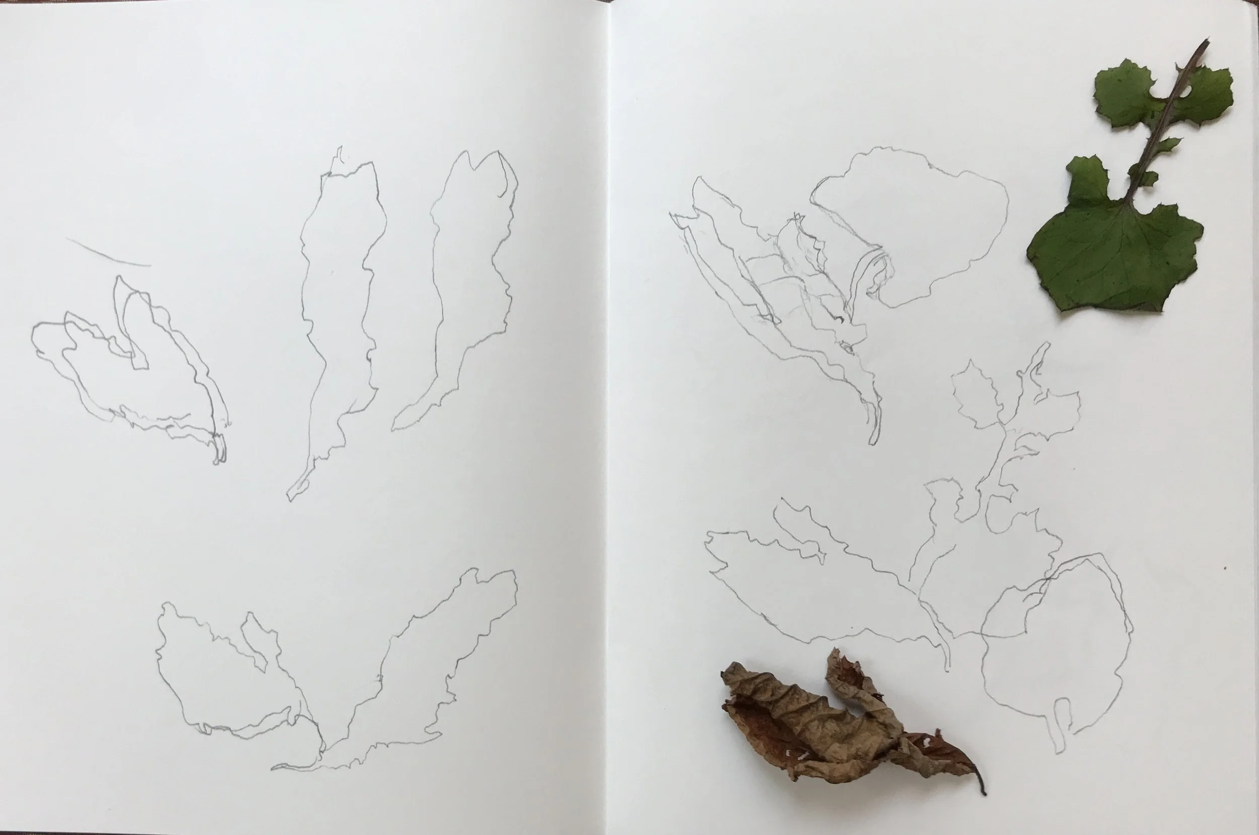 Sketchbook with line drawings of leaves on left and right pages, accompanied by real green and brown leaves attached to the pages.