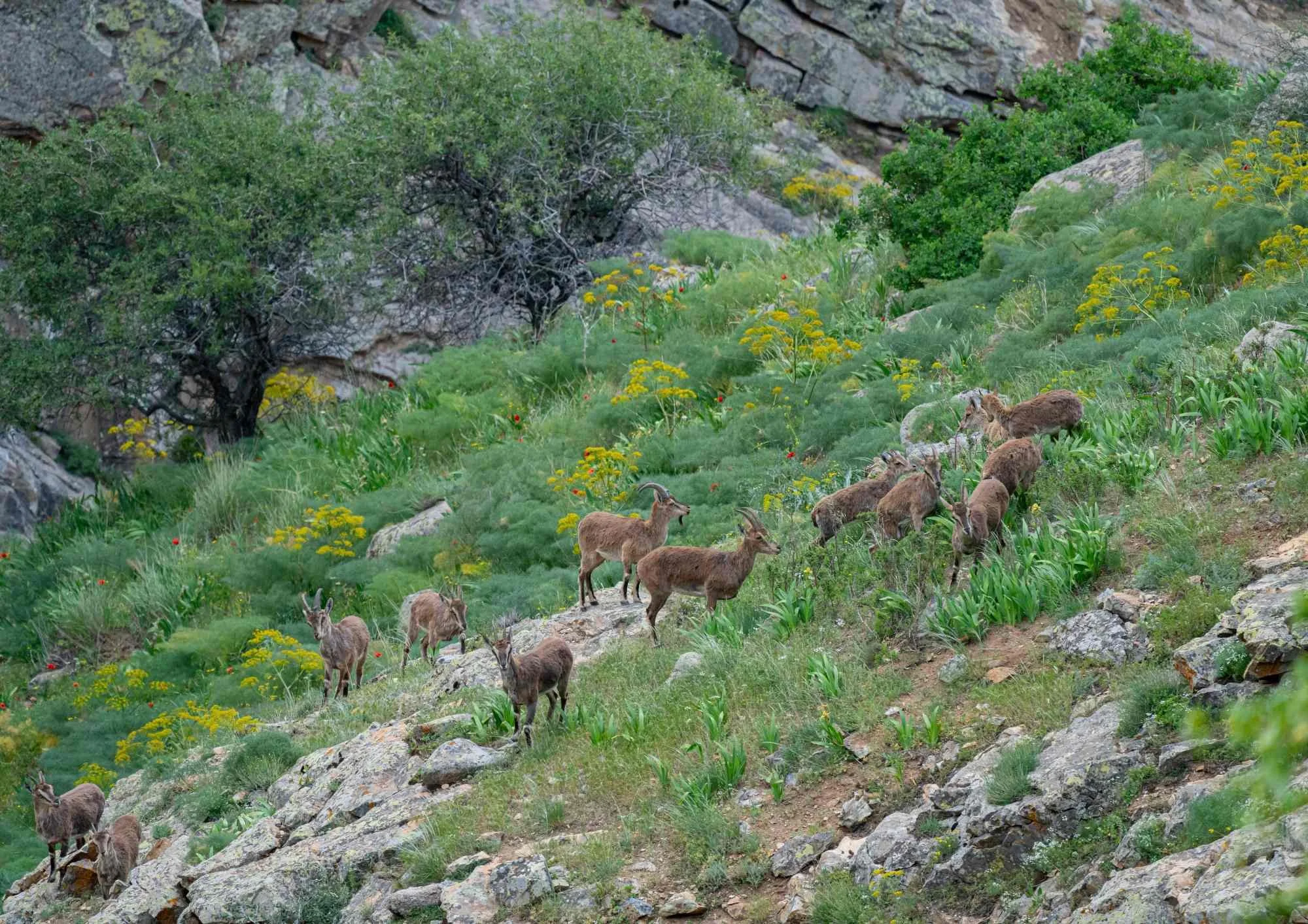 feral goat pest control nz