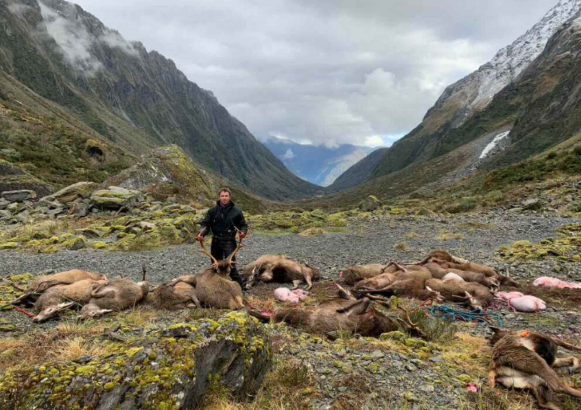 wild deer pest control nz