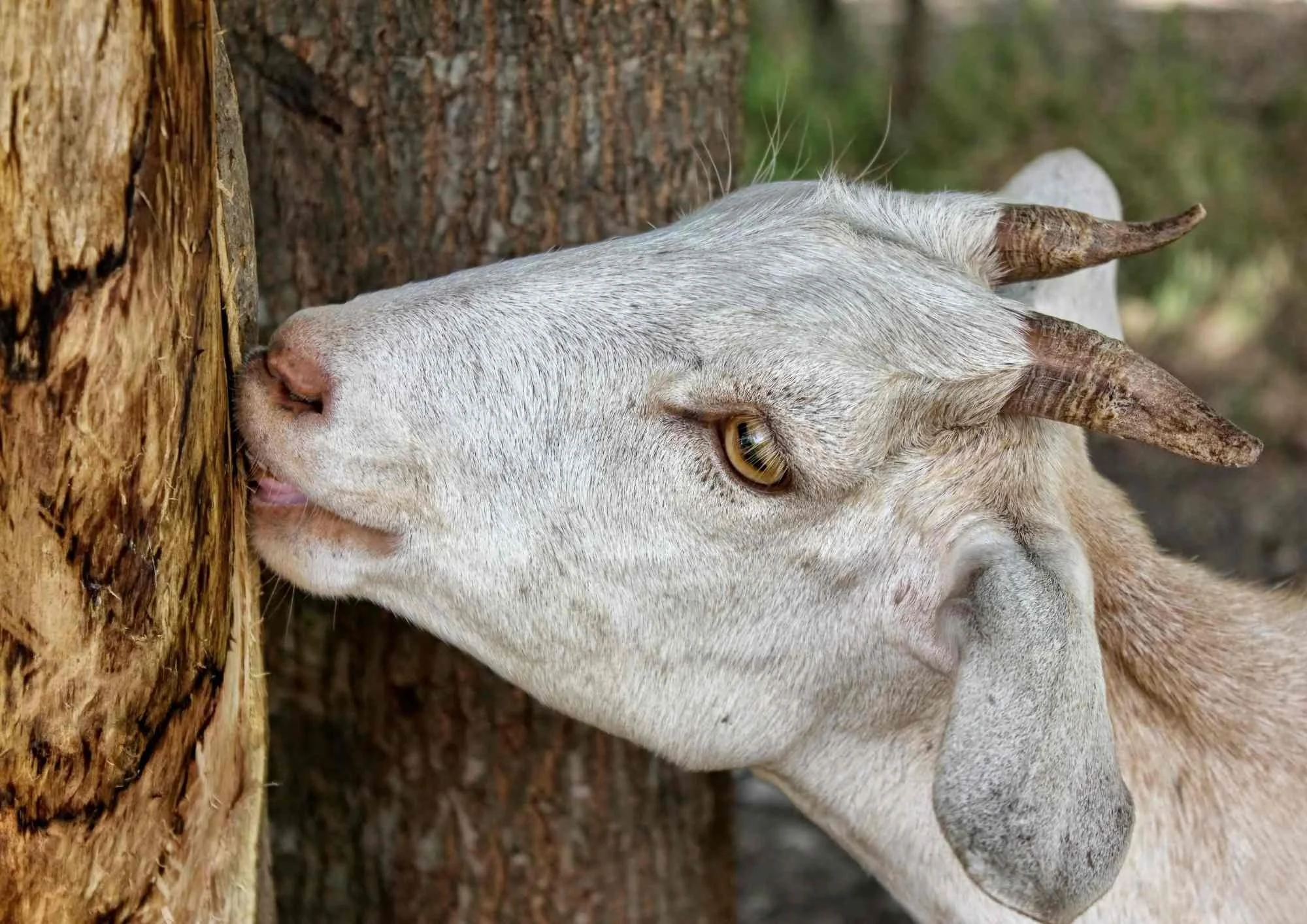 forestry pest control nz