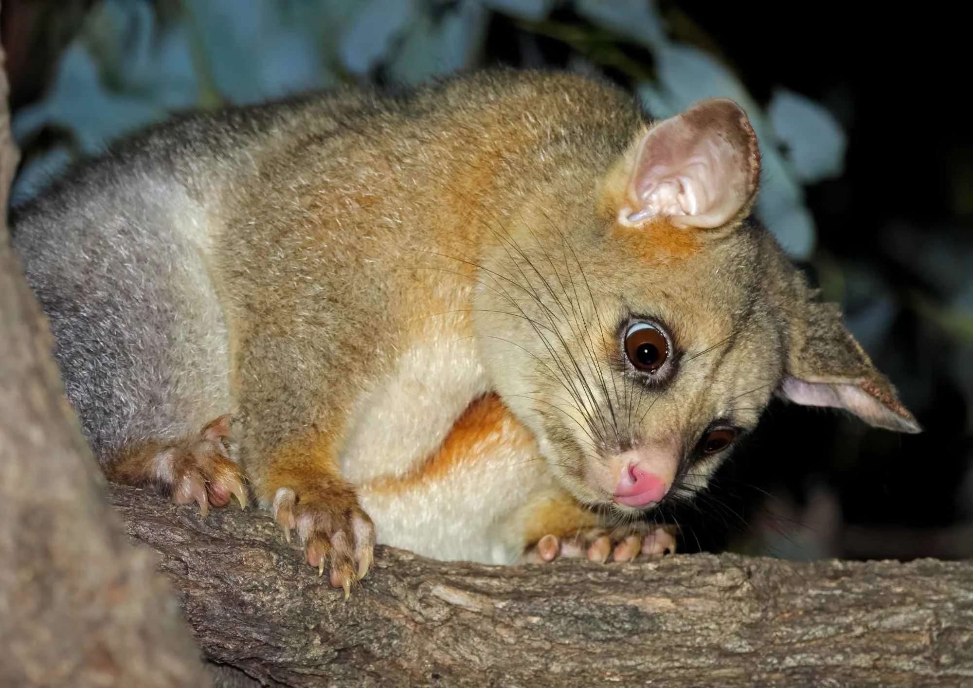 possum pest control nz