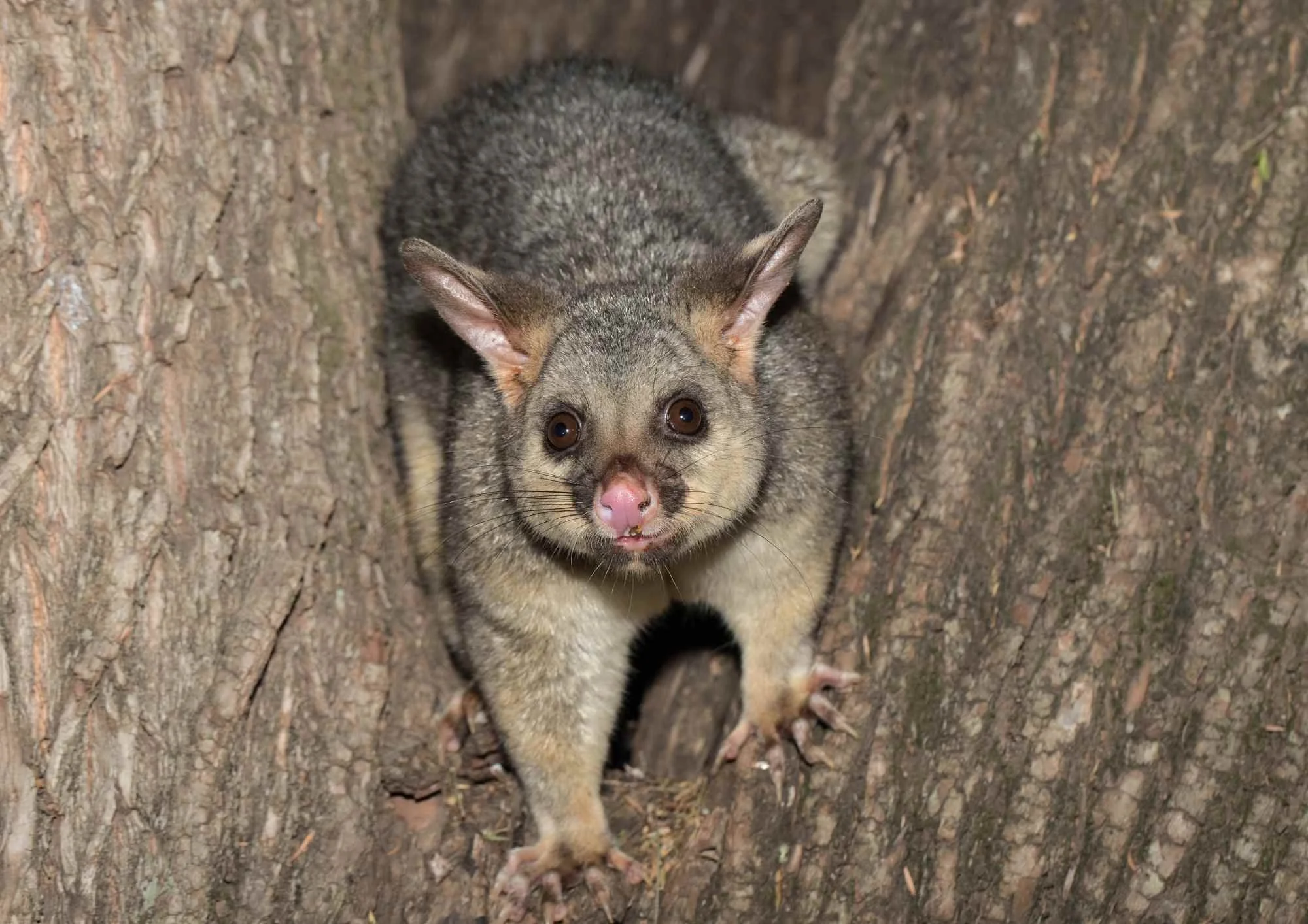 possum control north island nz