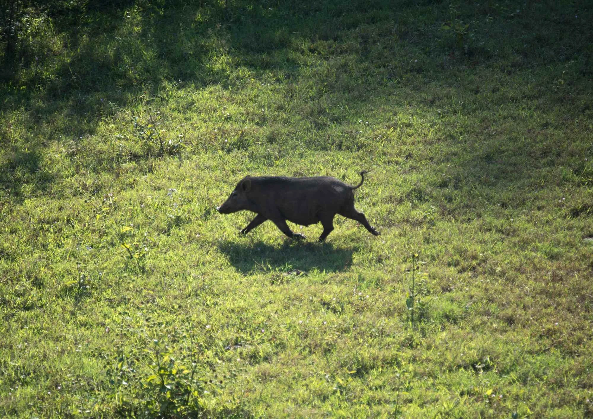 feral pig control north island nz