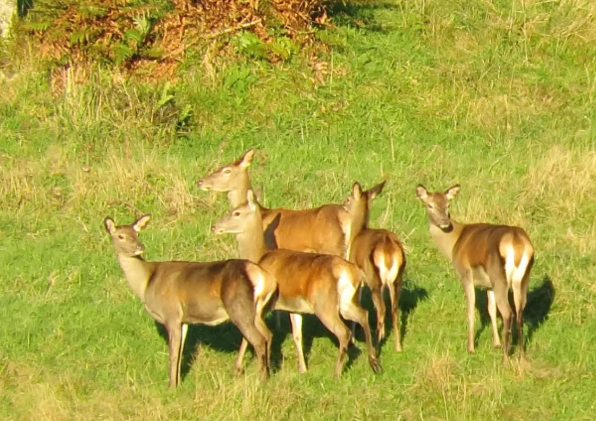 feral deer problem north island nz