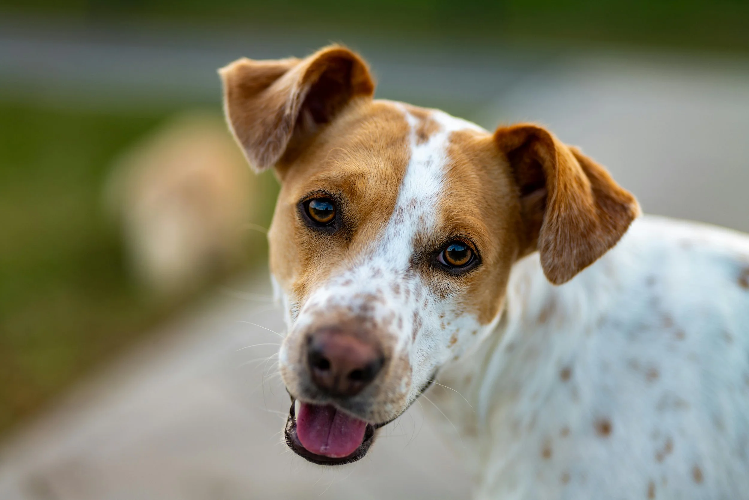 A close-up of a friendly dog with light brown ears, brown eyes, and a mostly white coat with brown spots, outdoors on a blurred background of grass and pavement.