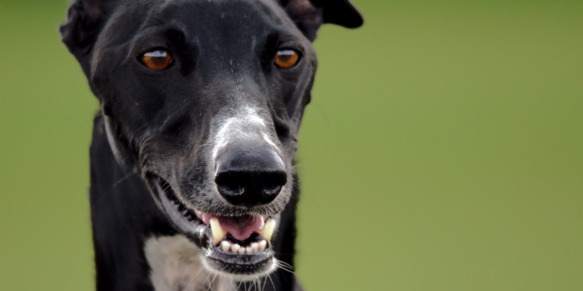 Close-up of a black and white dog with brown eyes, showing its teeth, against a blurred green background.