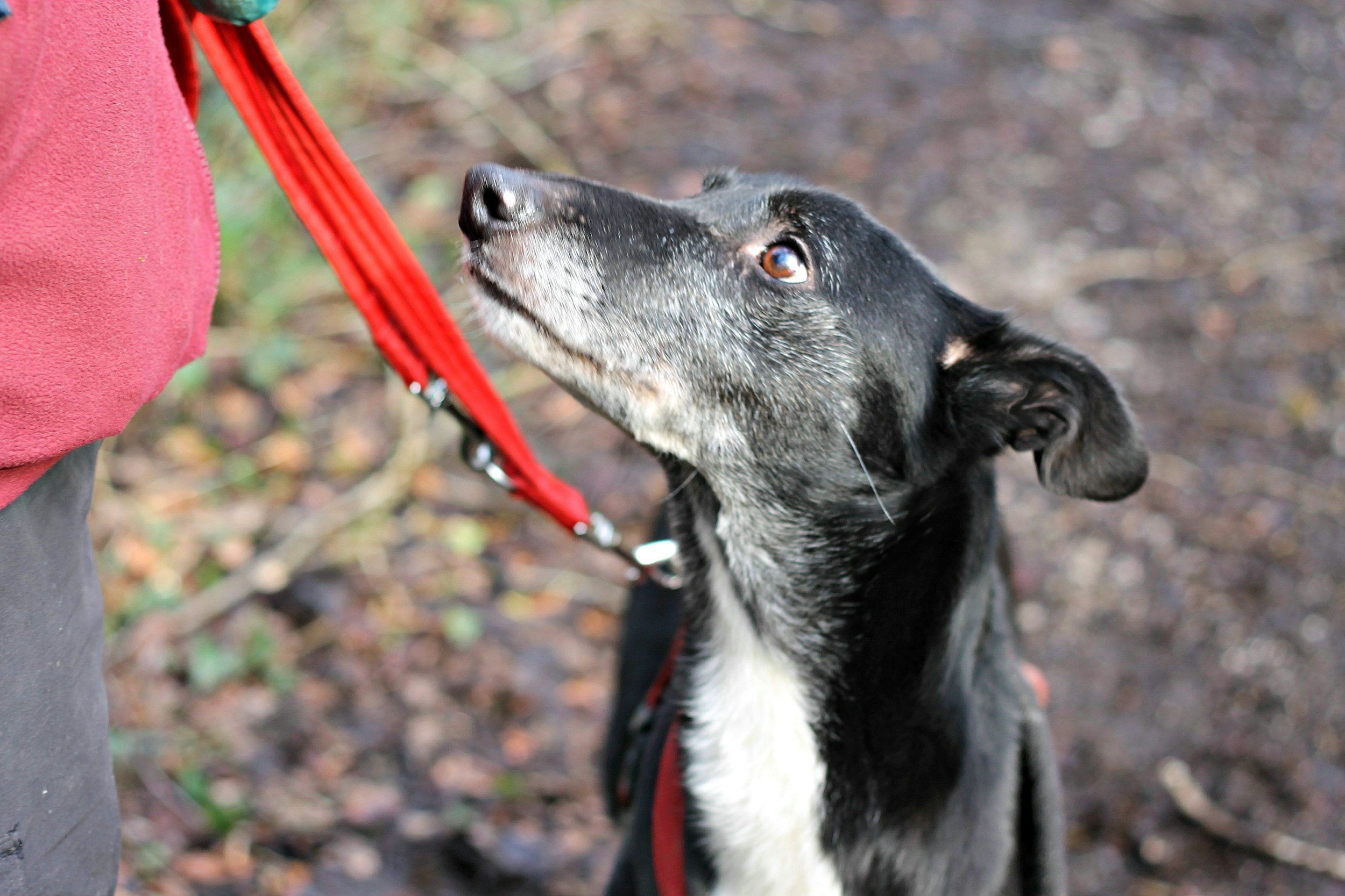 A black and white dog looks up at a person wearing a red jacket, standing on a dirt path.