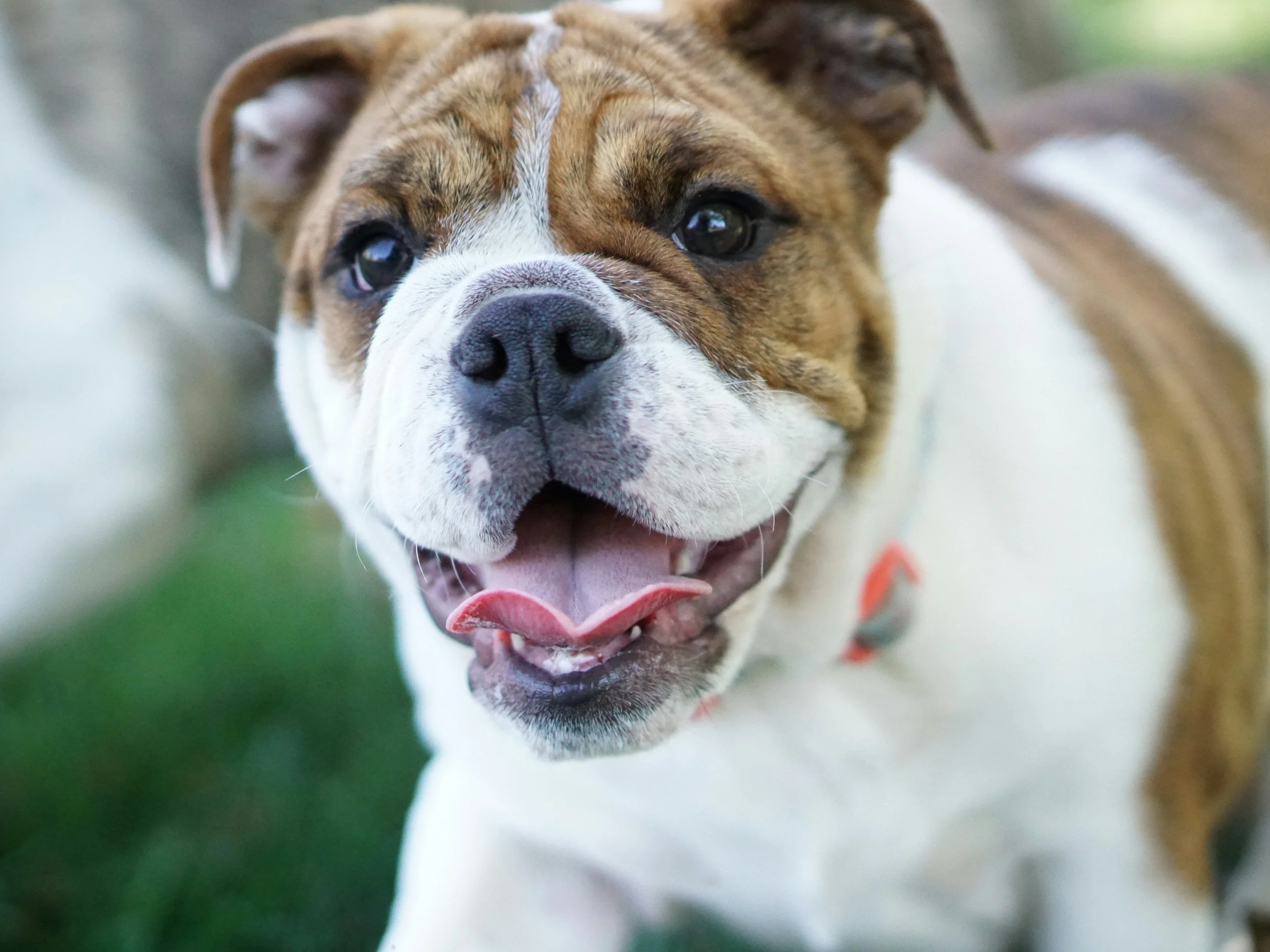 Close-up of a happy bulldog with its mouth open, showing pink tongue and white teeth, outdoors with blurred green background.