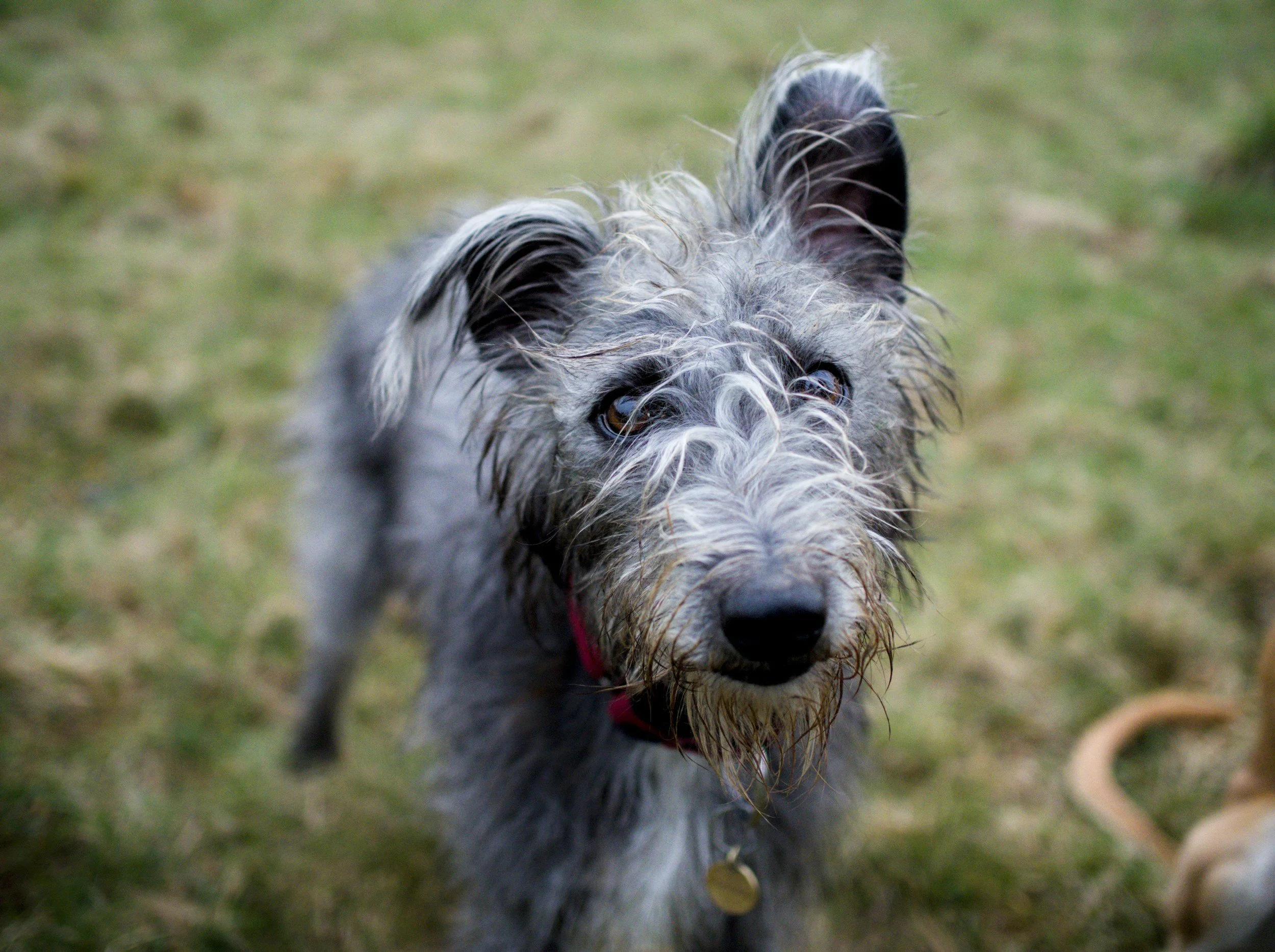 A young  shaggy dog looking up, wearing a colorful jacket and harness, standing on grass, with a leash attached.