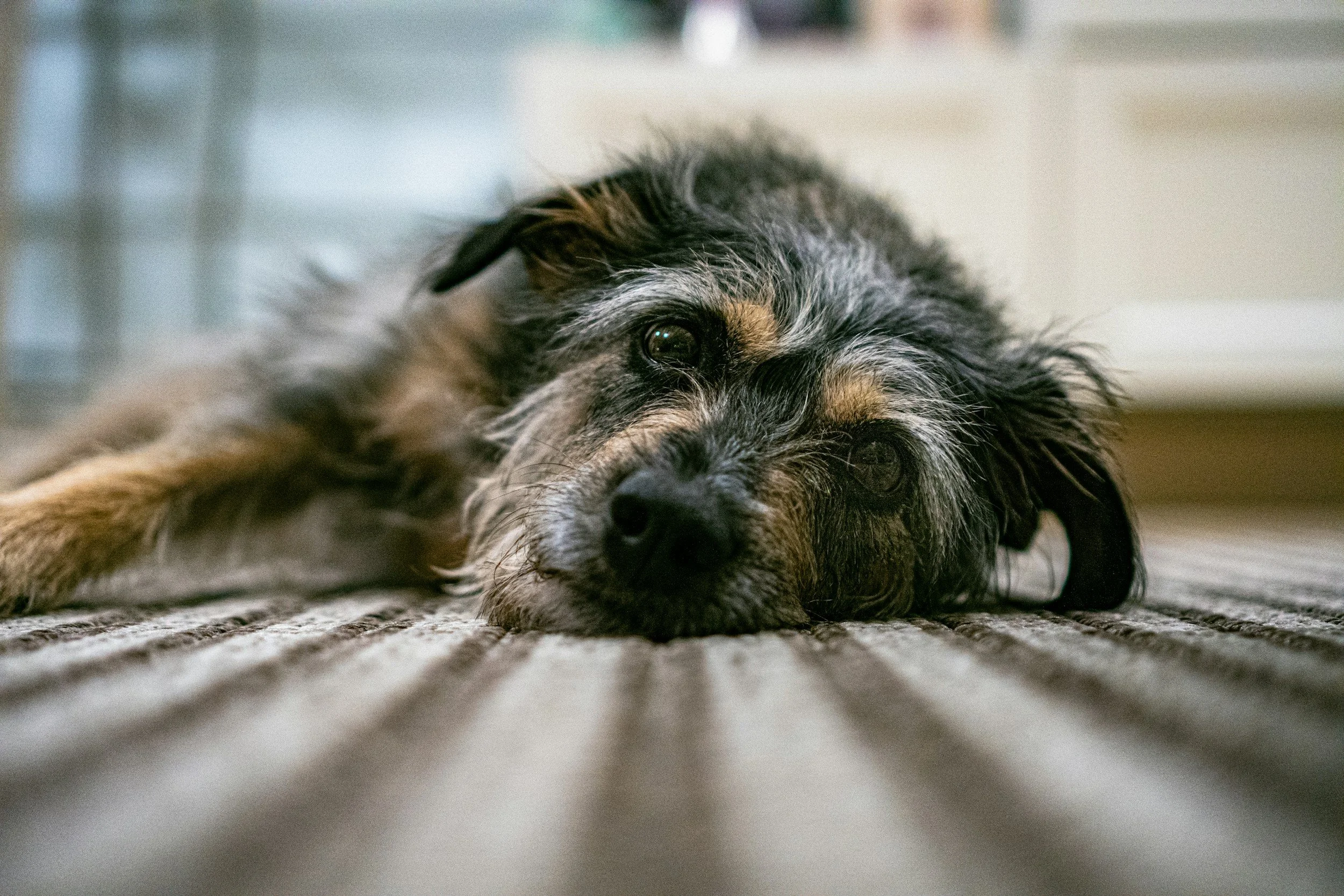 Close-up of a dog lying on a carpet, resting its head on the ground and looking towards the camera.