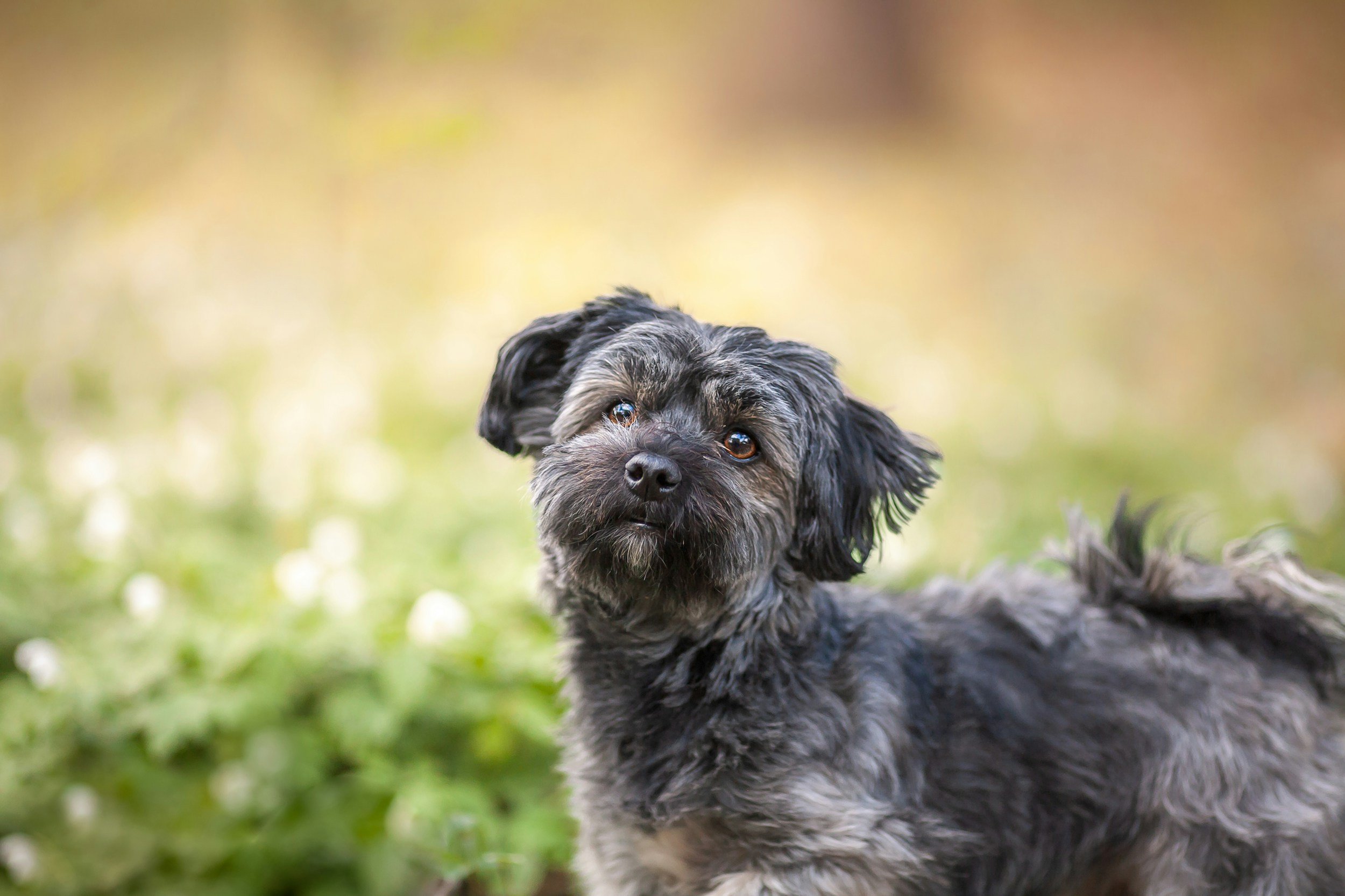 A small black and gray dog lying outdoors on grass, looking upward with a blurred green and yellow background.