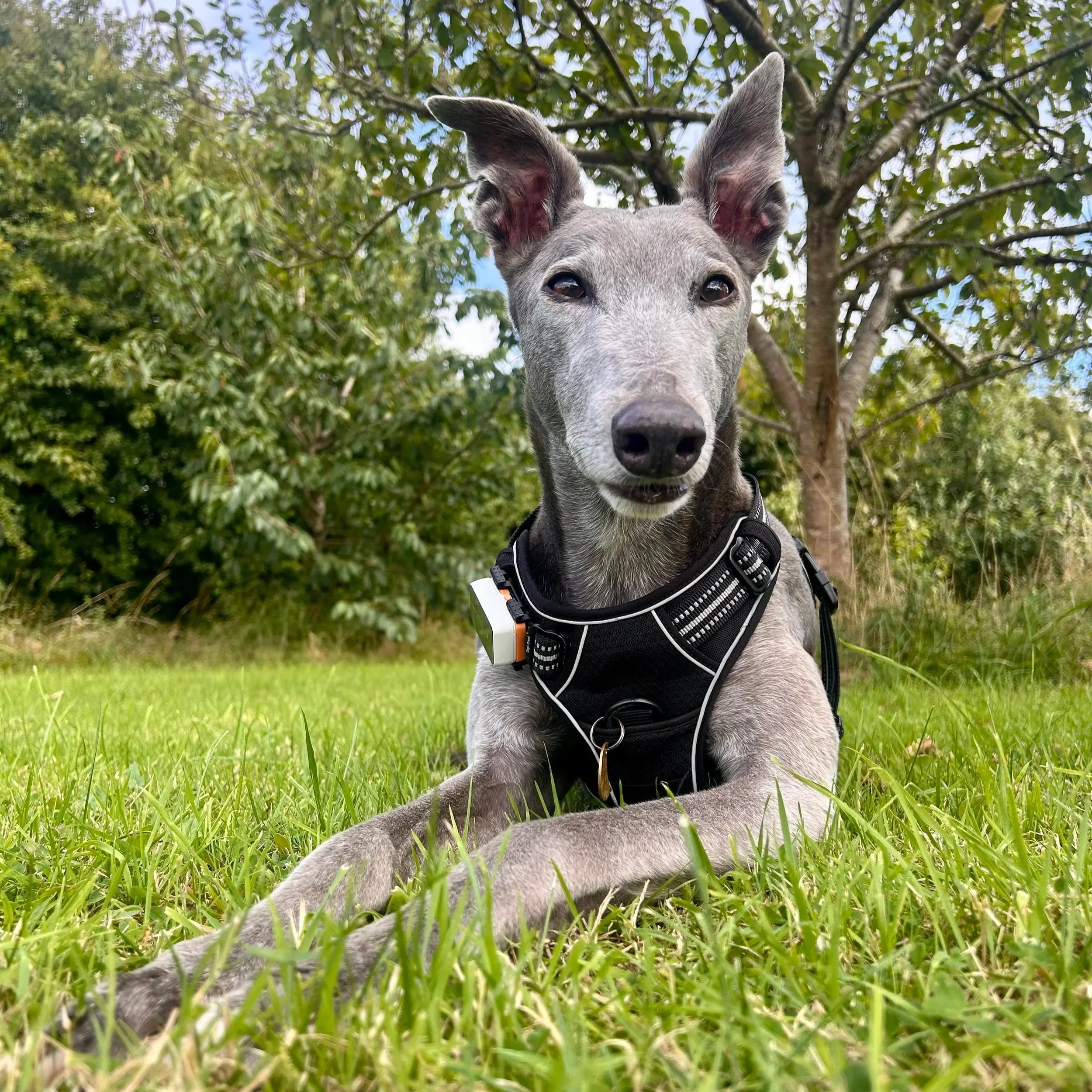 A gray Italian Greyhound dog lying on green grass in a park, wearing a black harness, with trees and a partly cloudy sky in the background.